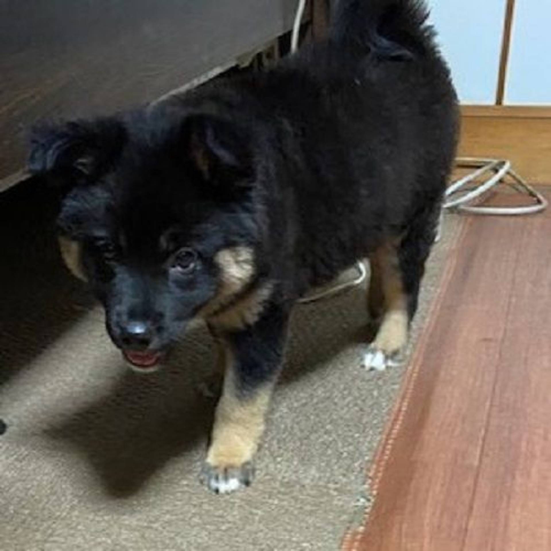 雑種（ミックス犬）・オスの里親募集の写真