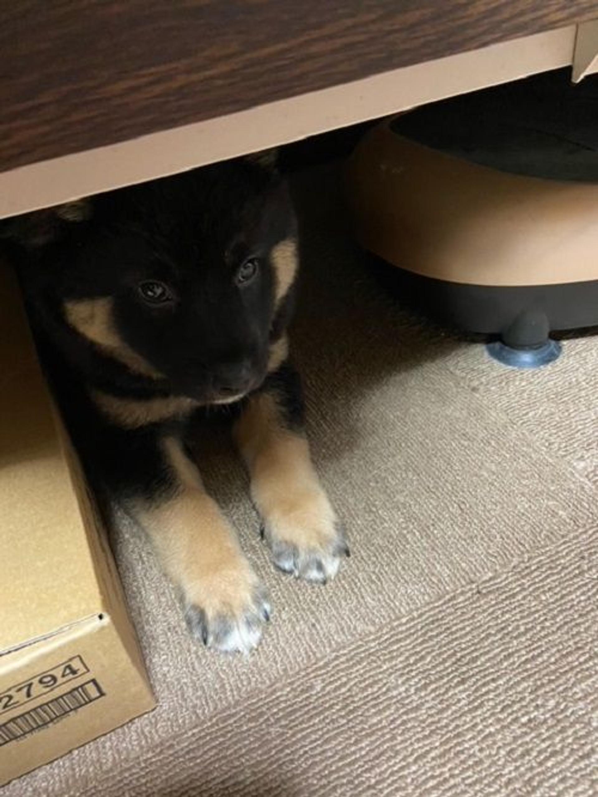 pet-image-3
