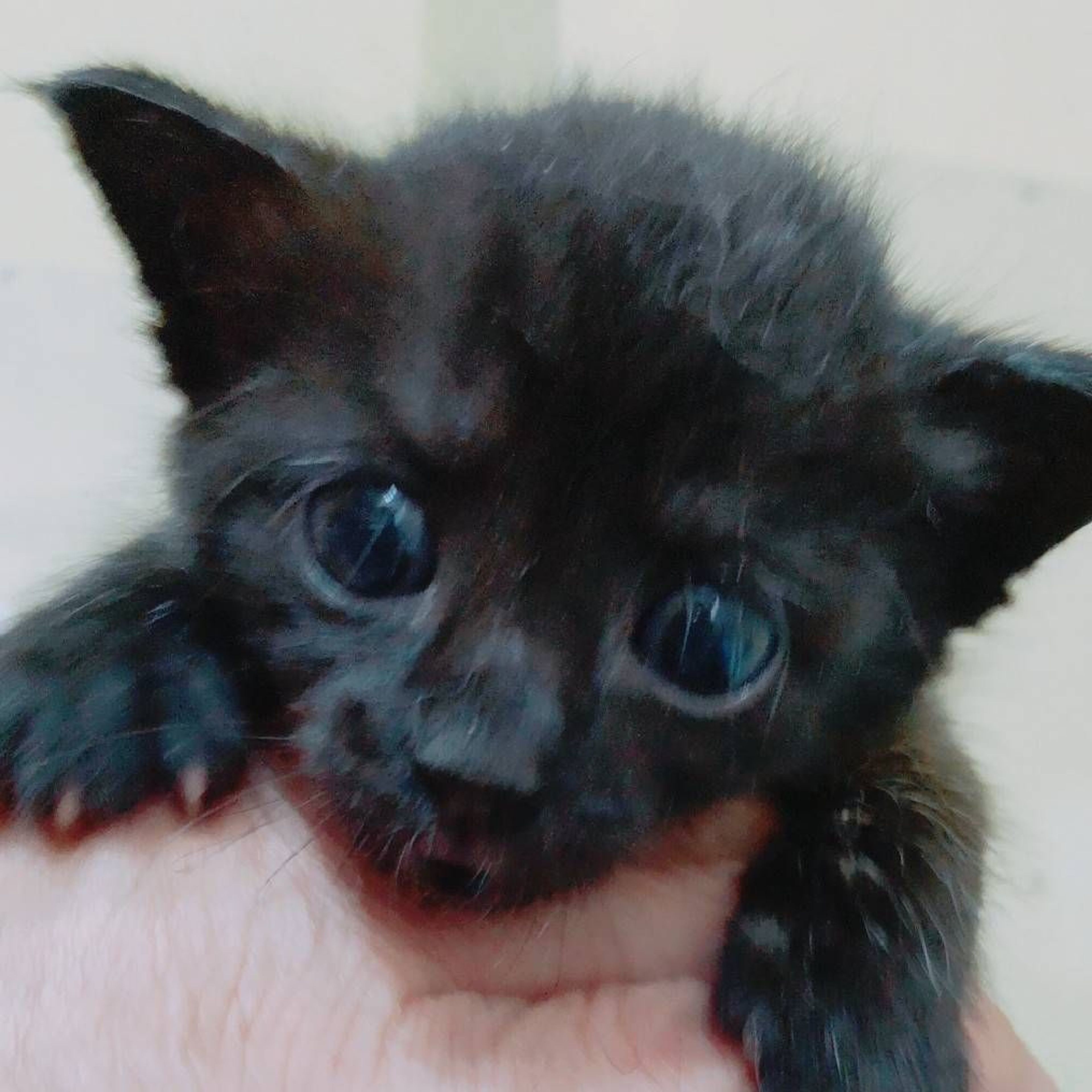 雑種（ミックス猫）・オスの里親募集の写真