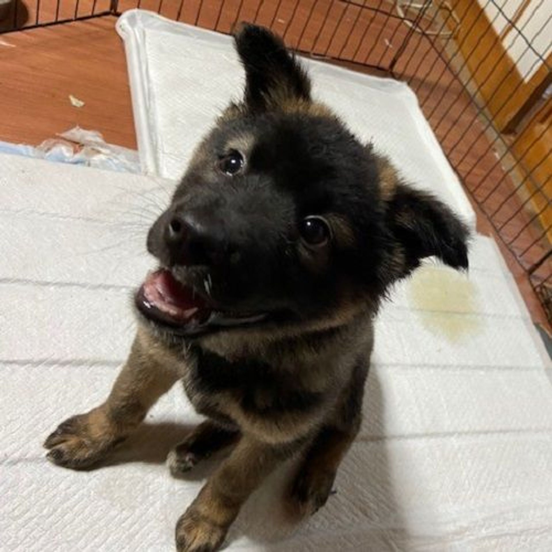 雑種（ミックス犬）・オスの里親募集の写真