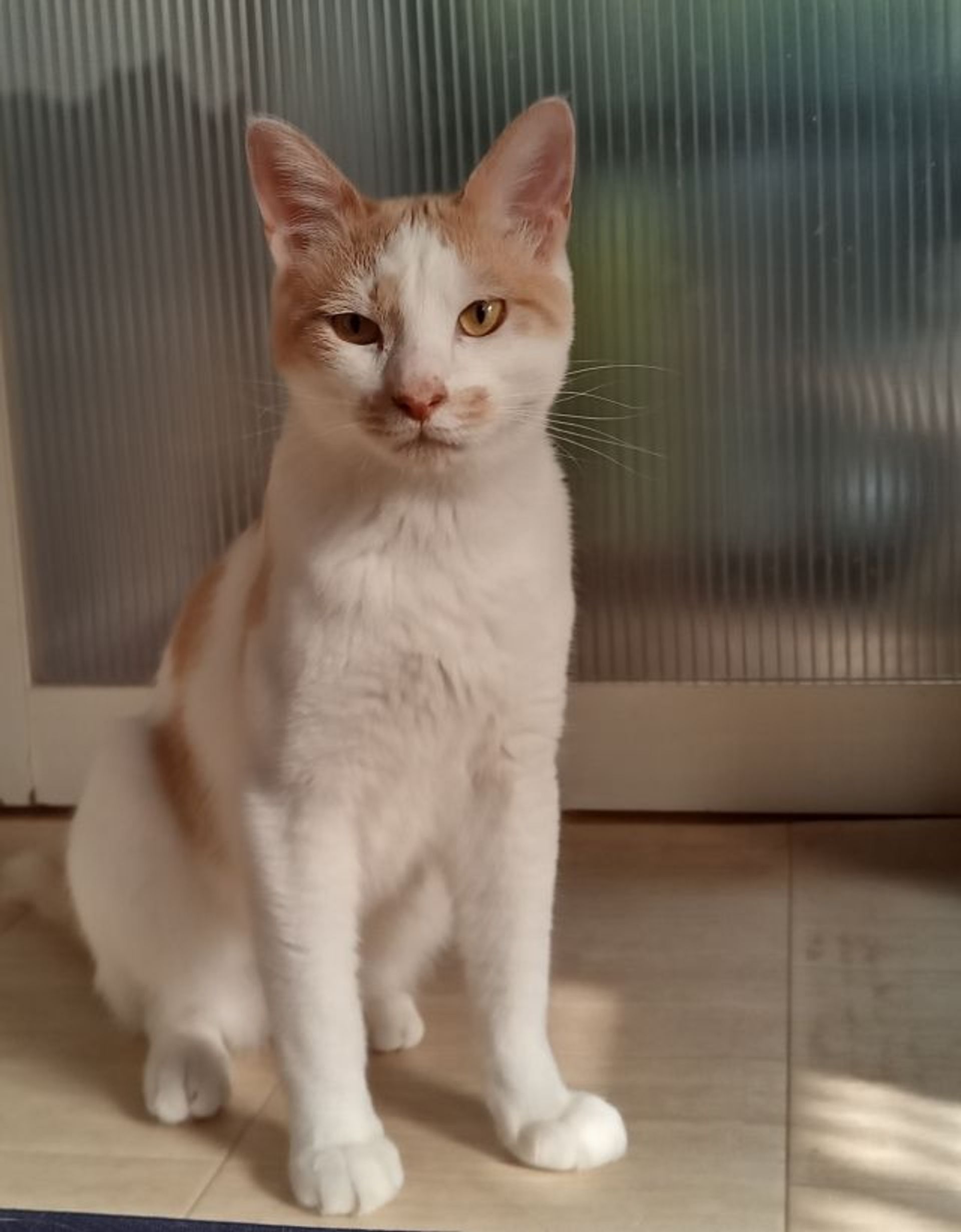 雑種（ミックス猫）・オスの里親募集の写真