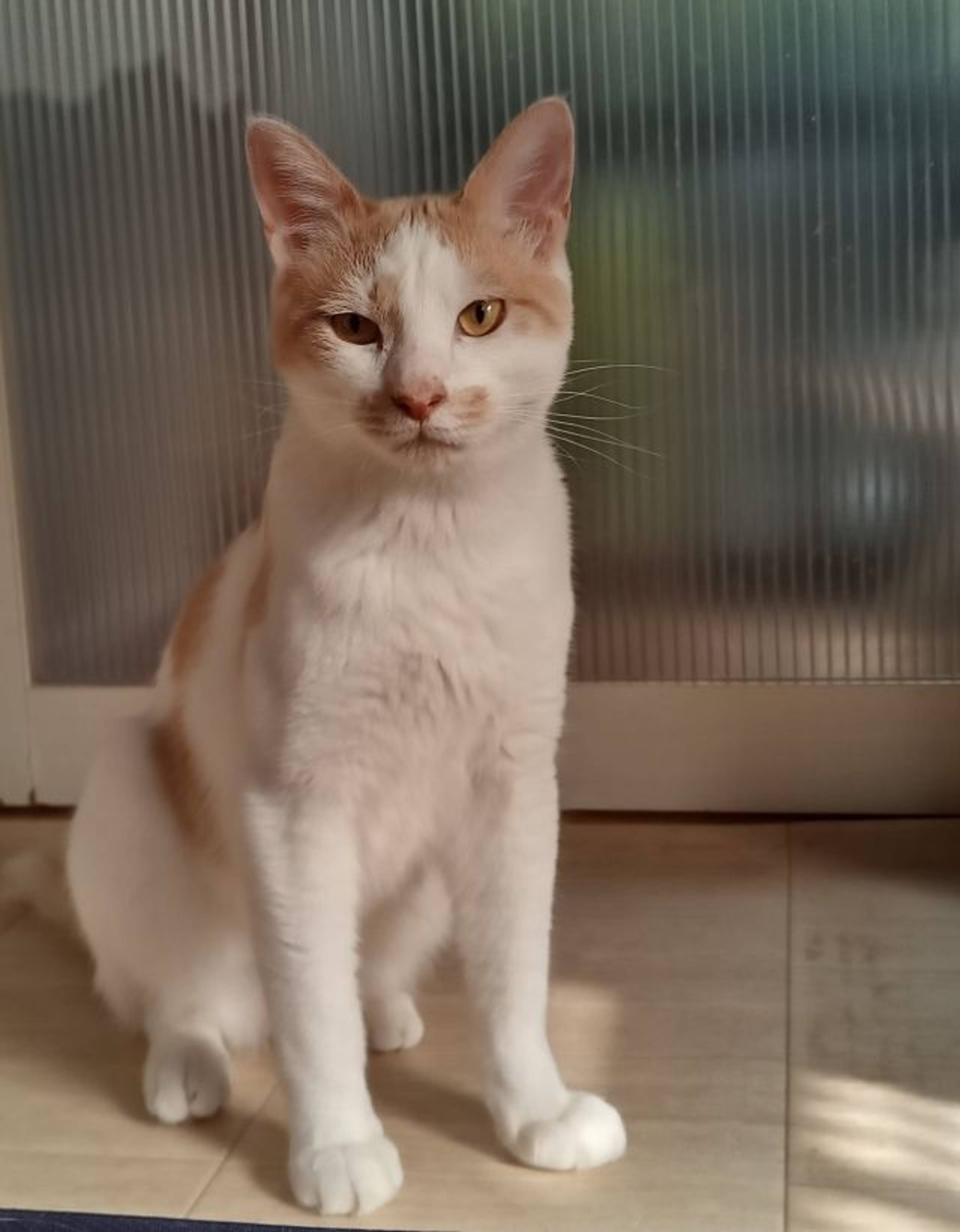 雑種（ミックス猫）・オスの里親募集の写真
