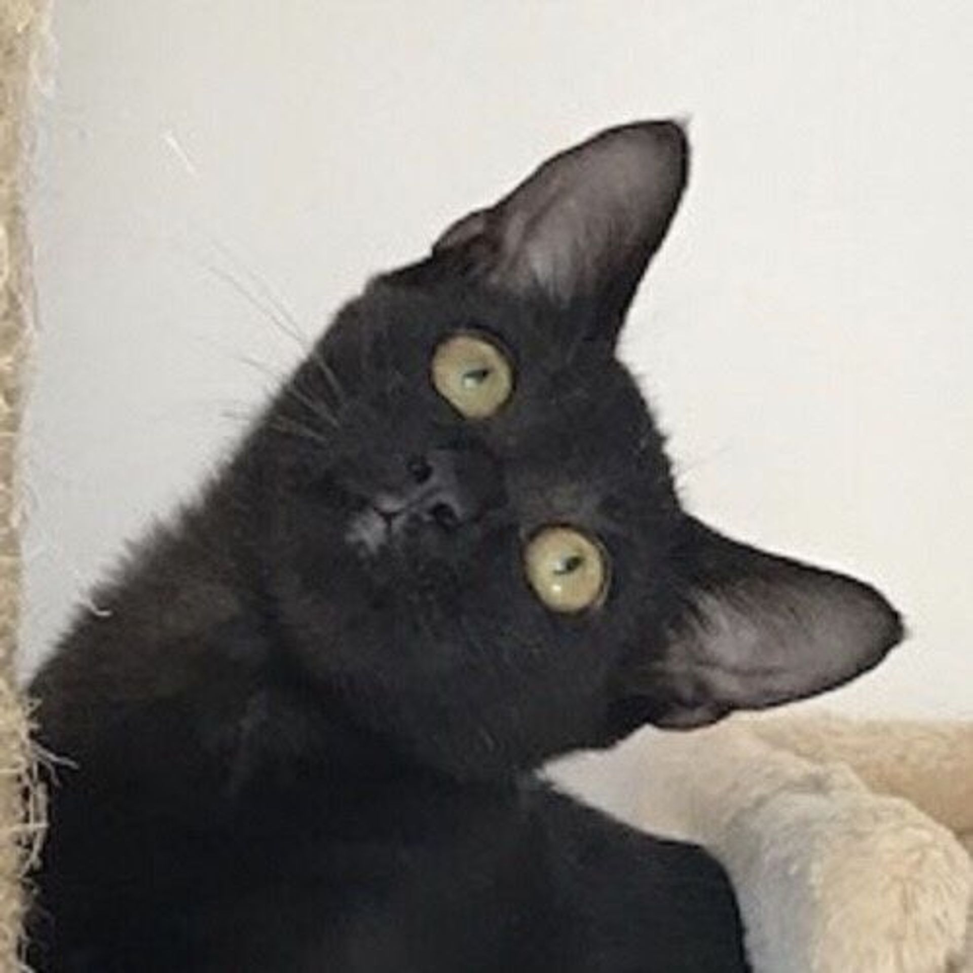 雑種（ミックス猫）・オスの里親募集の写真