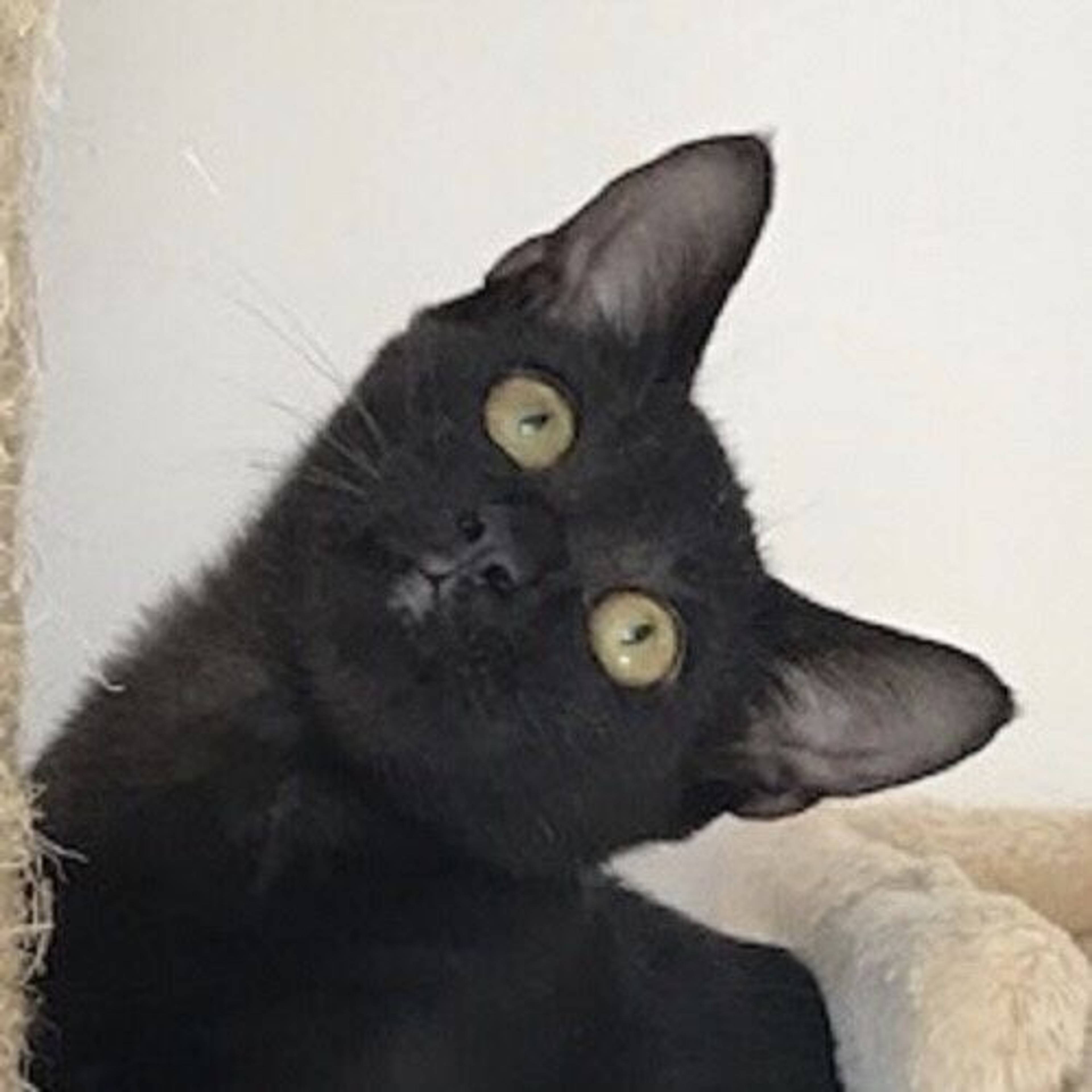 雑種（ミックス猫）・オスの里親募集の写真