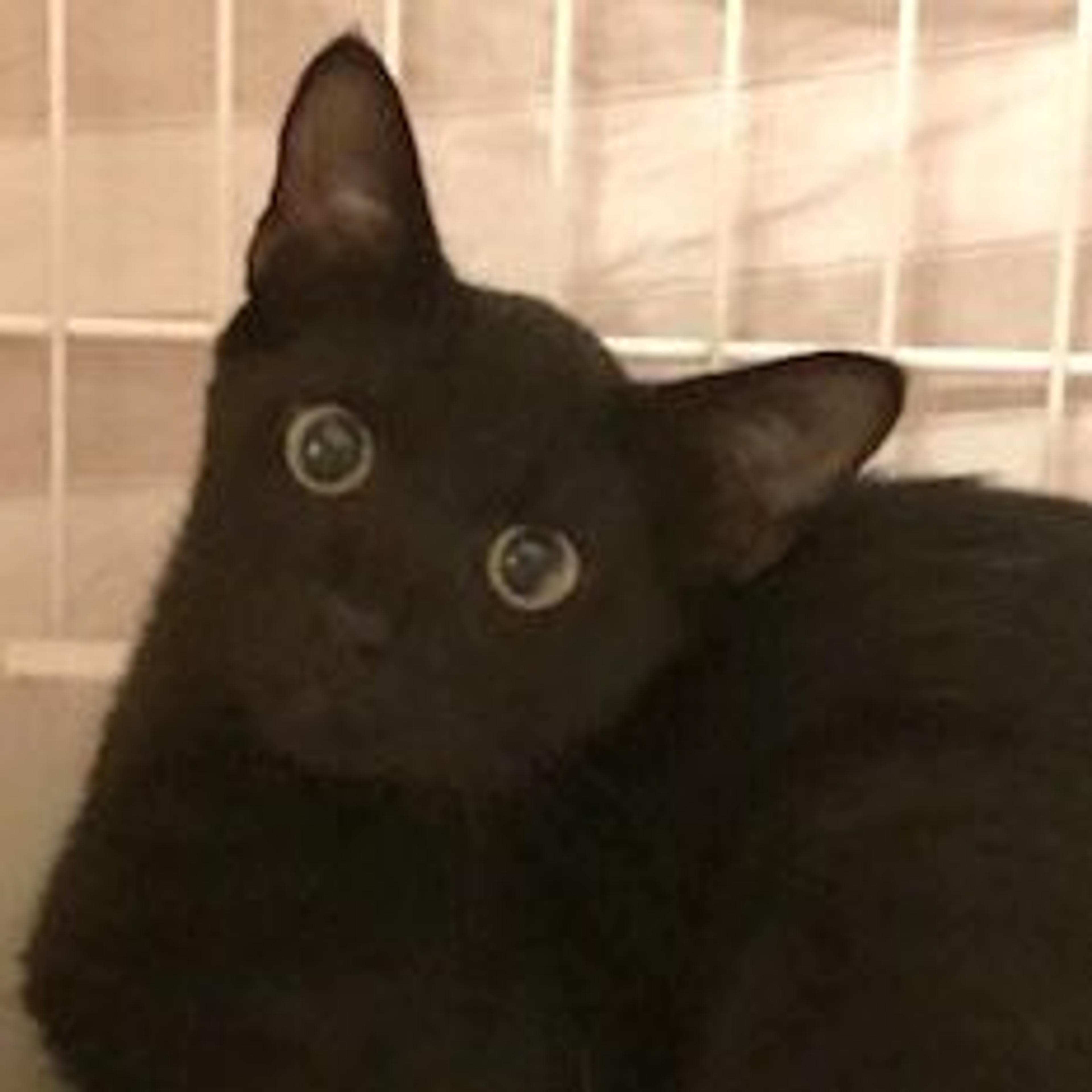 pet-image-3
