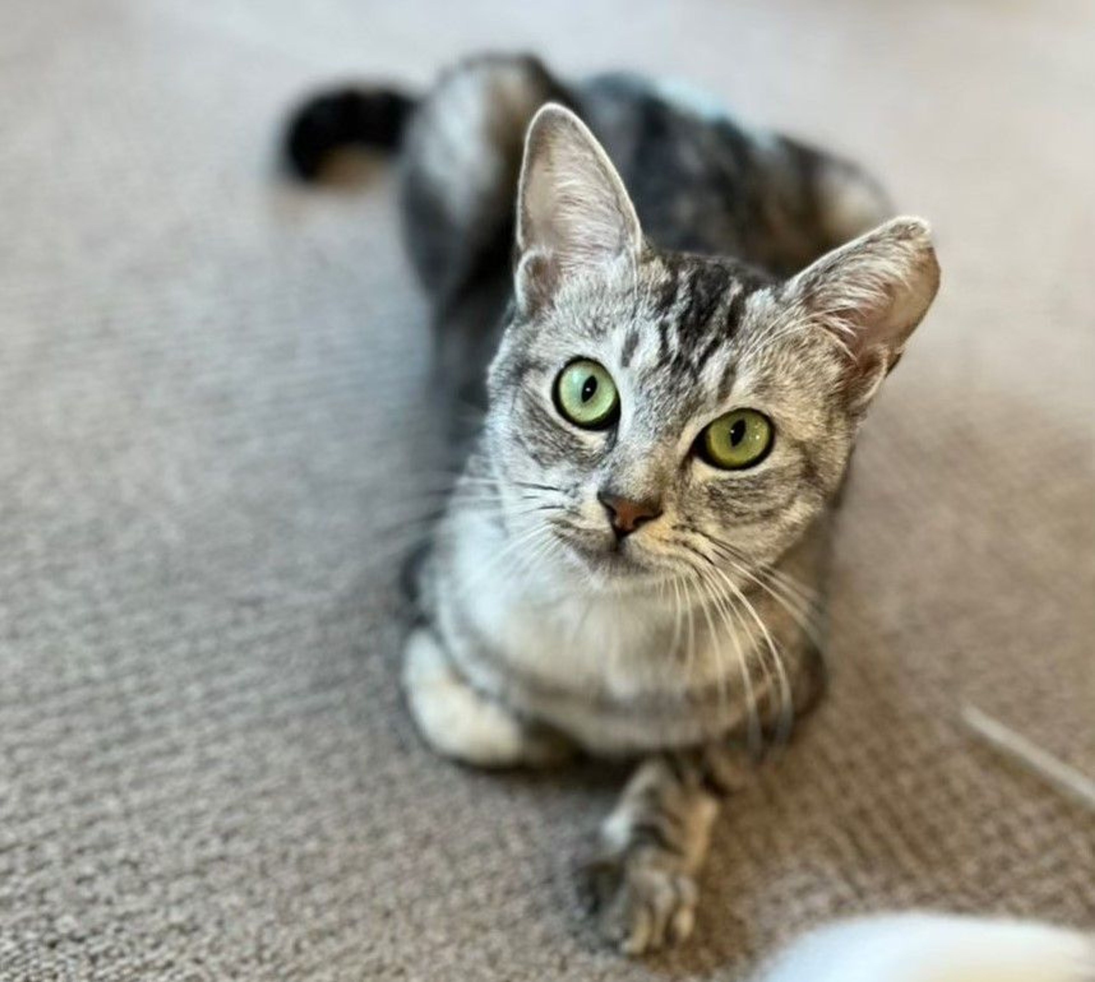 雑種（ミックス猫）・メスの里親募集の写真