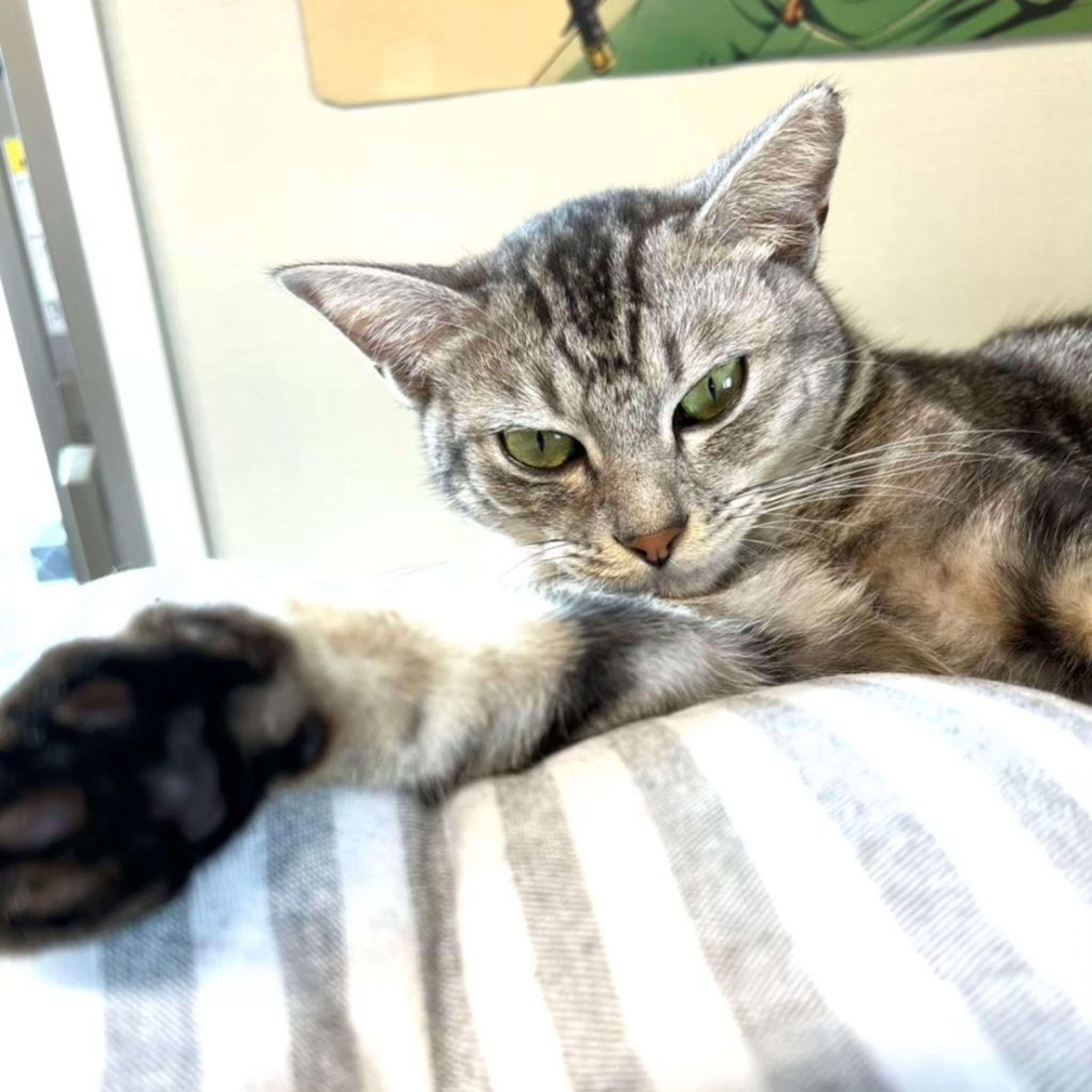 pet-image-3