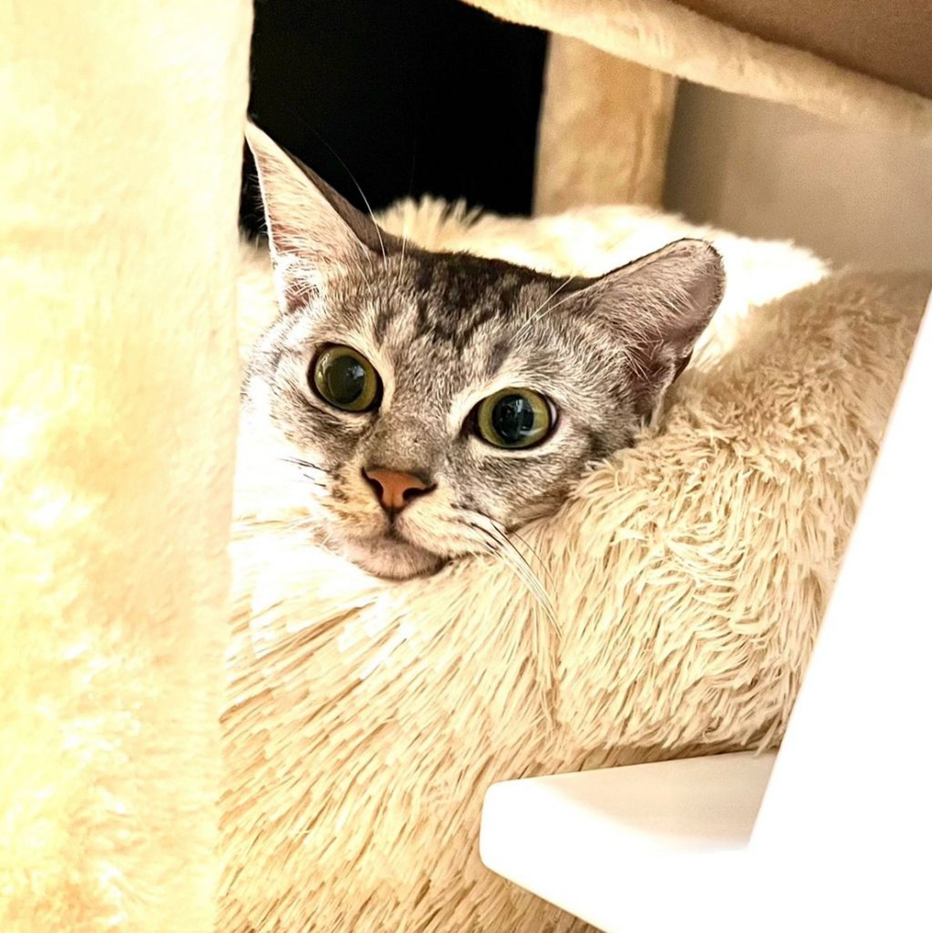 pet-image-4