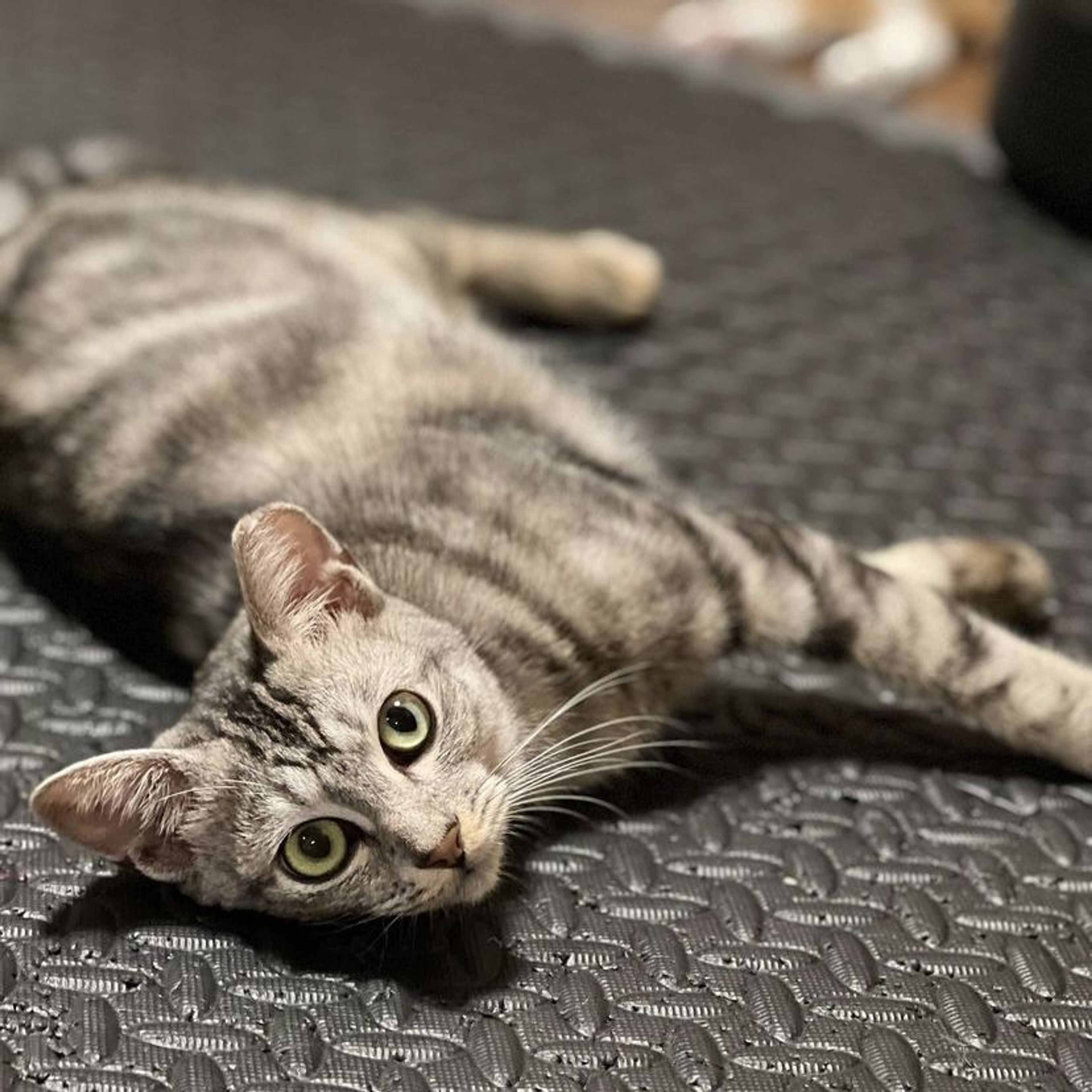pet-image-5