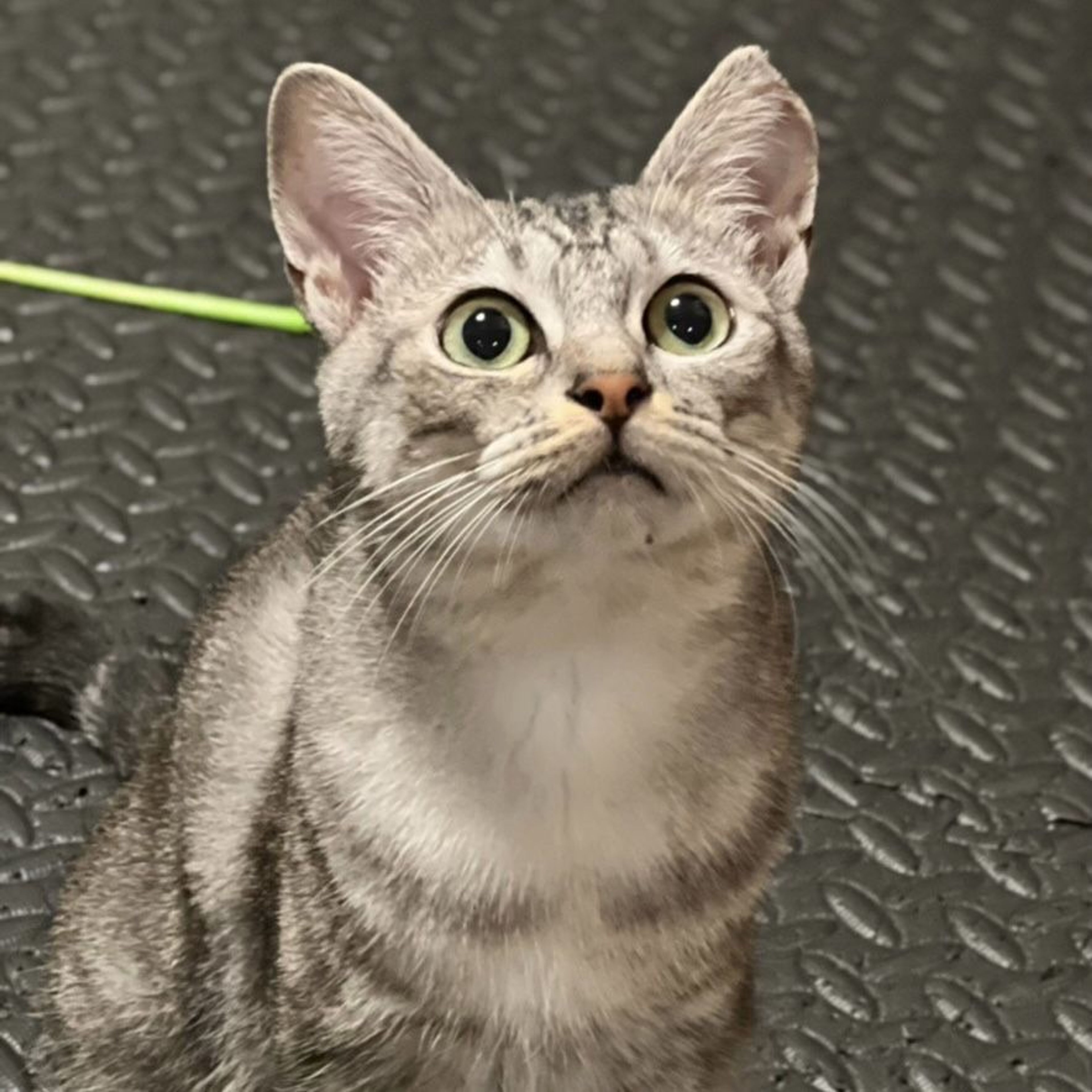 pet-image-6
