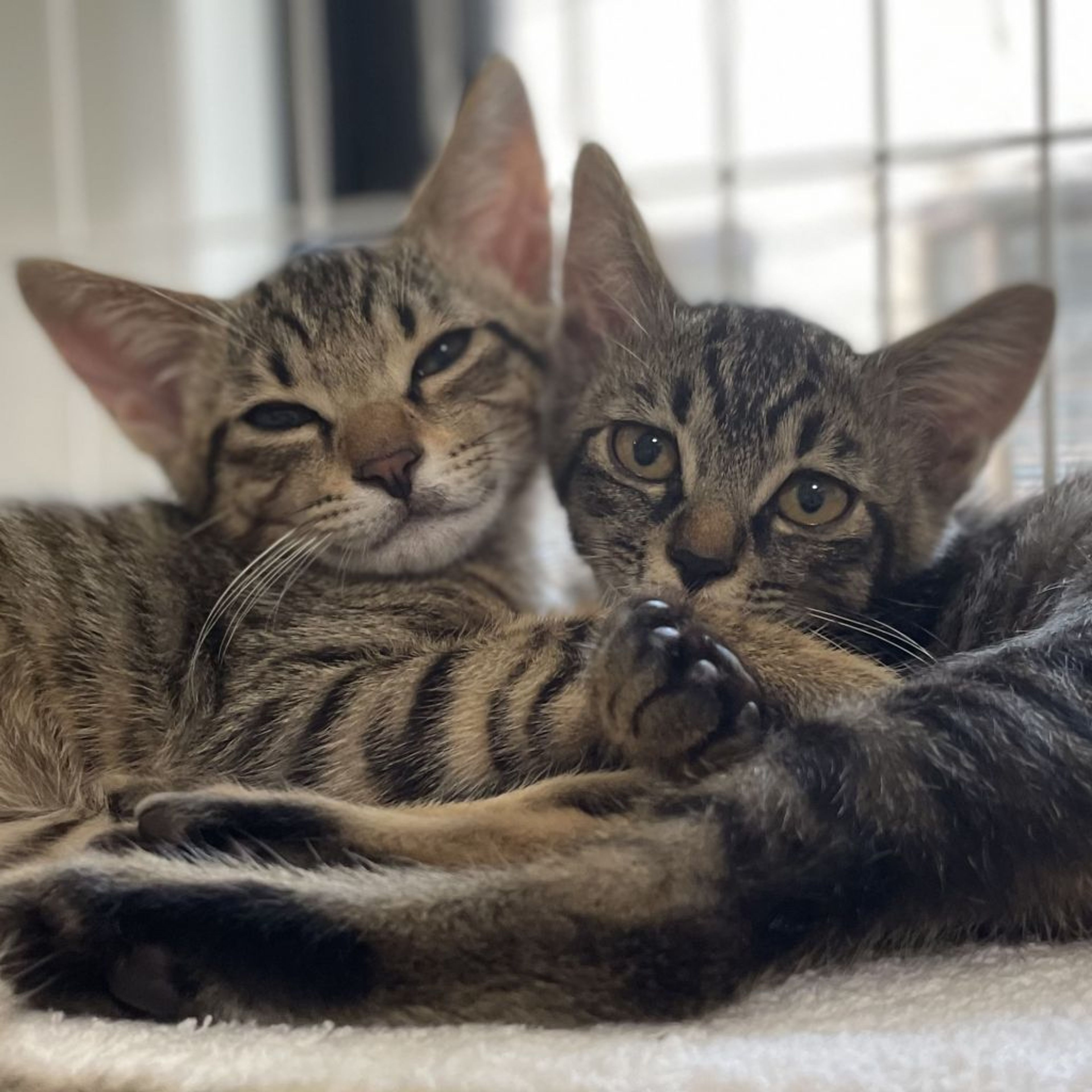 雑種（ミックス猫）・メスの里親募集の写真