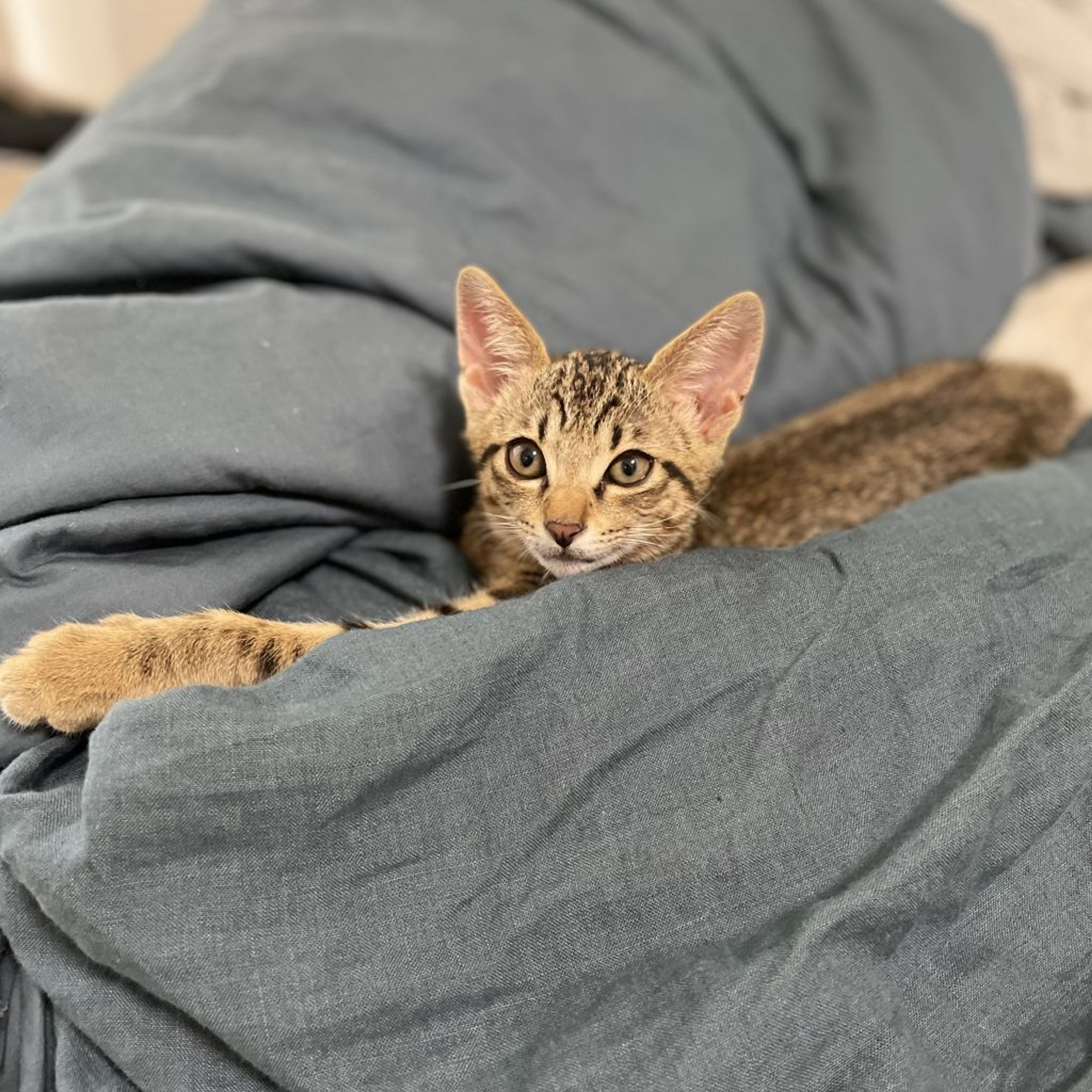 pet-image-5