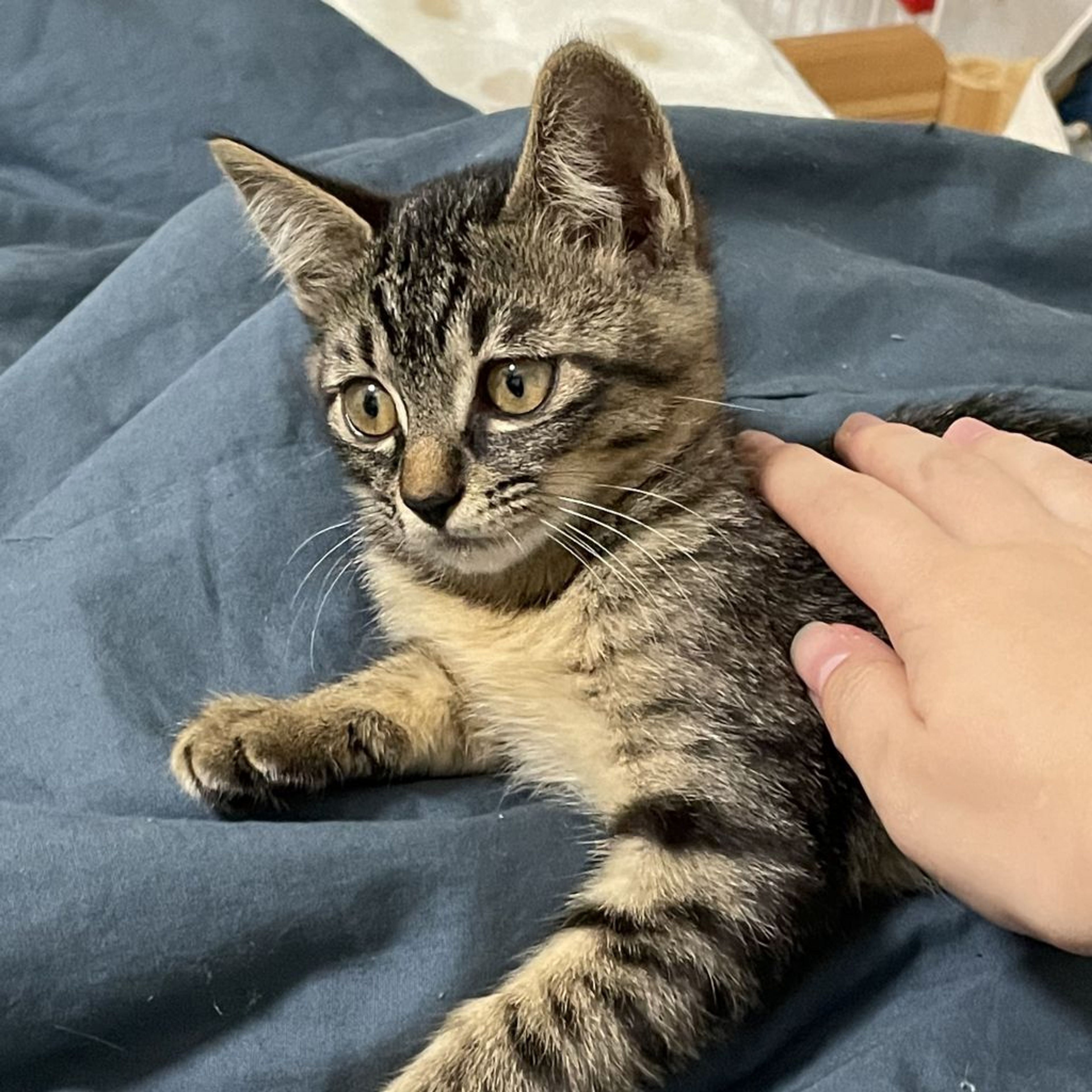 pet-image-6