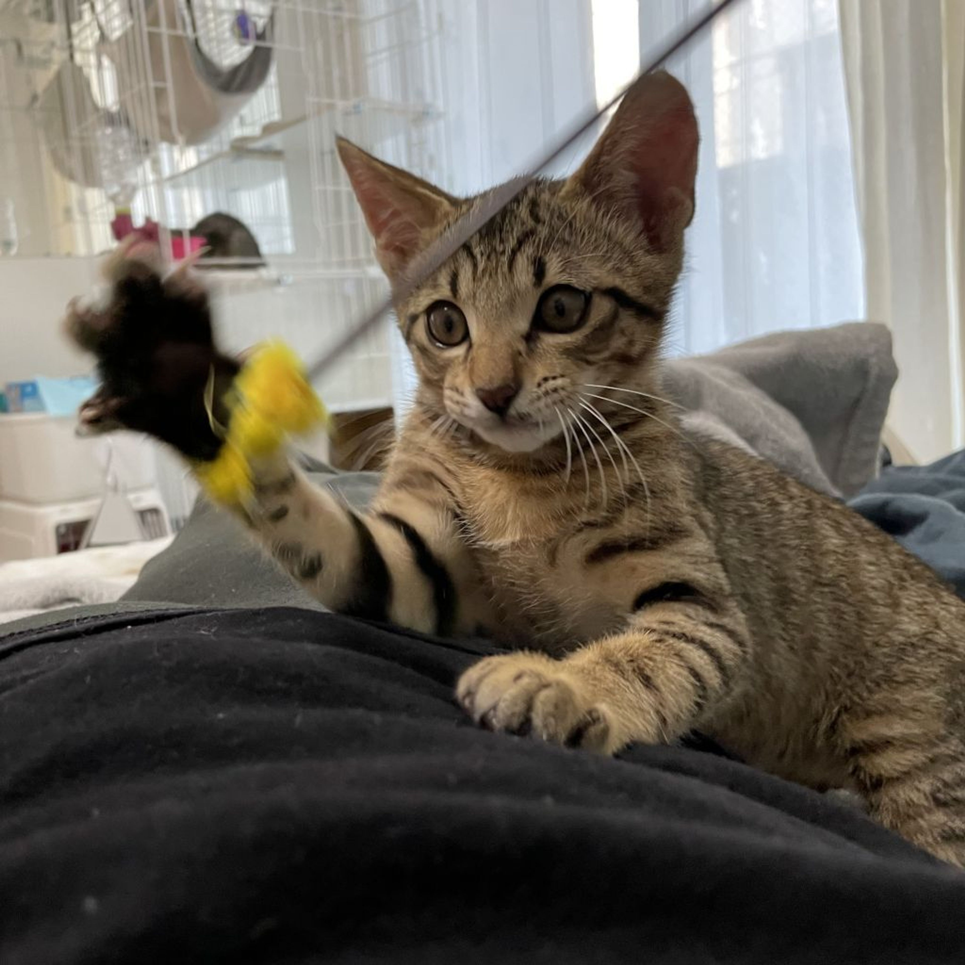pet-image-7