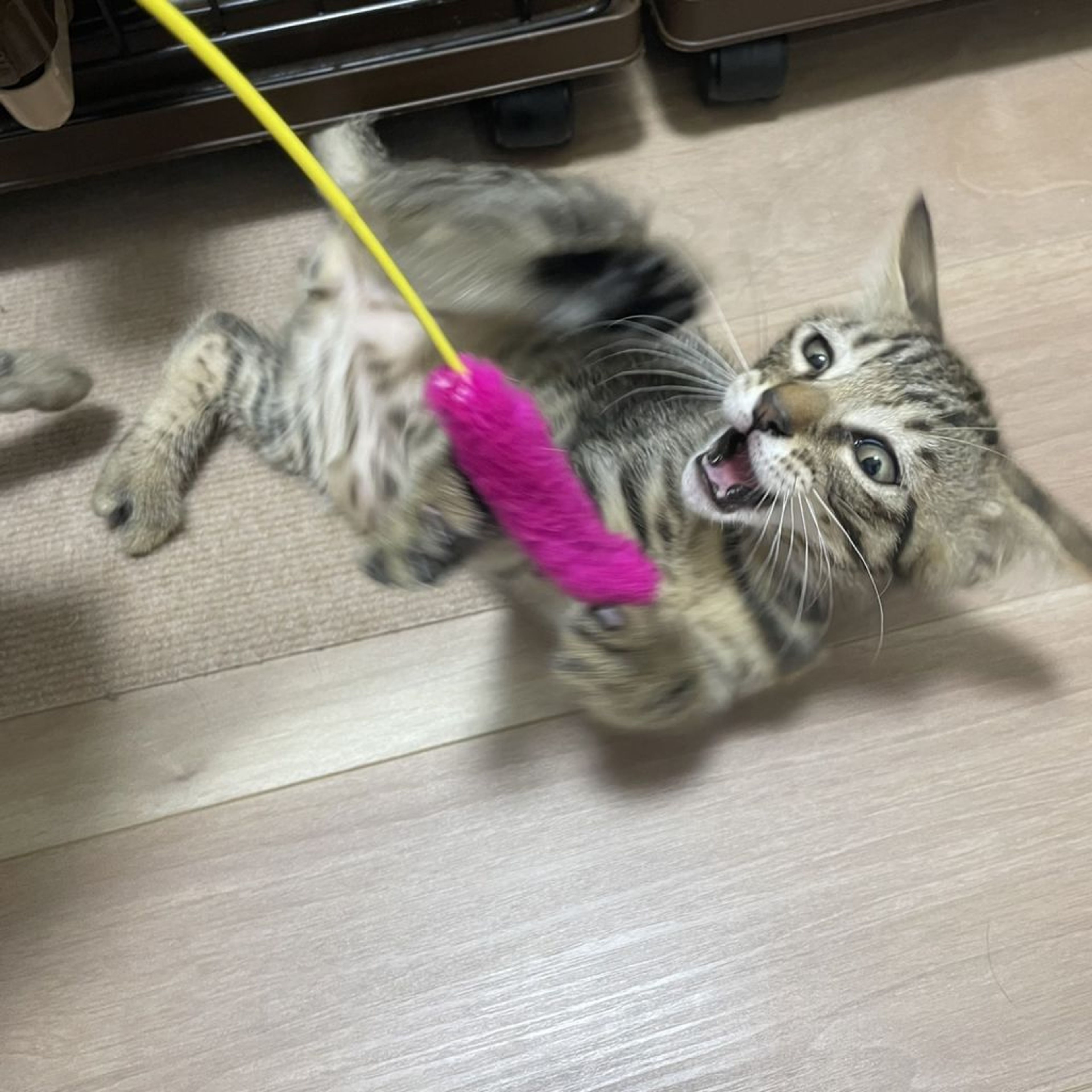 pet-image-3