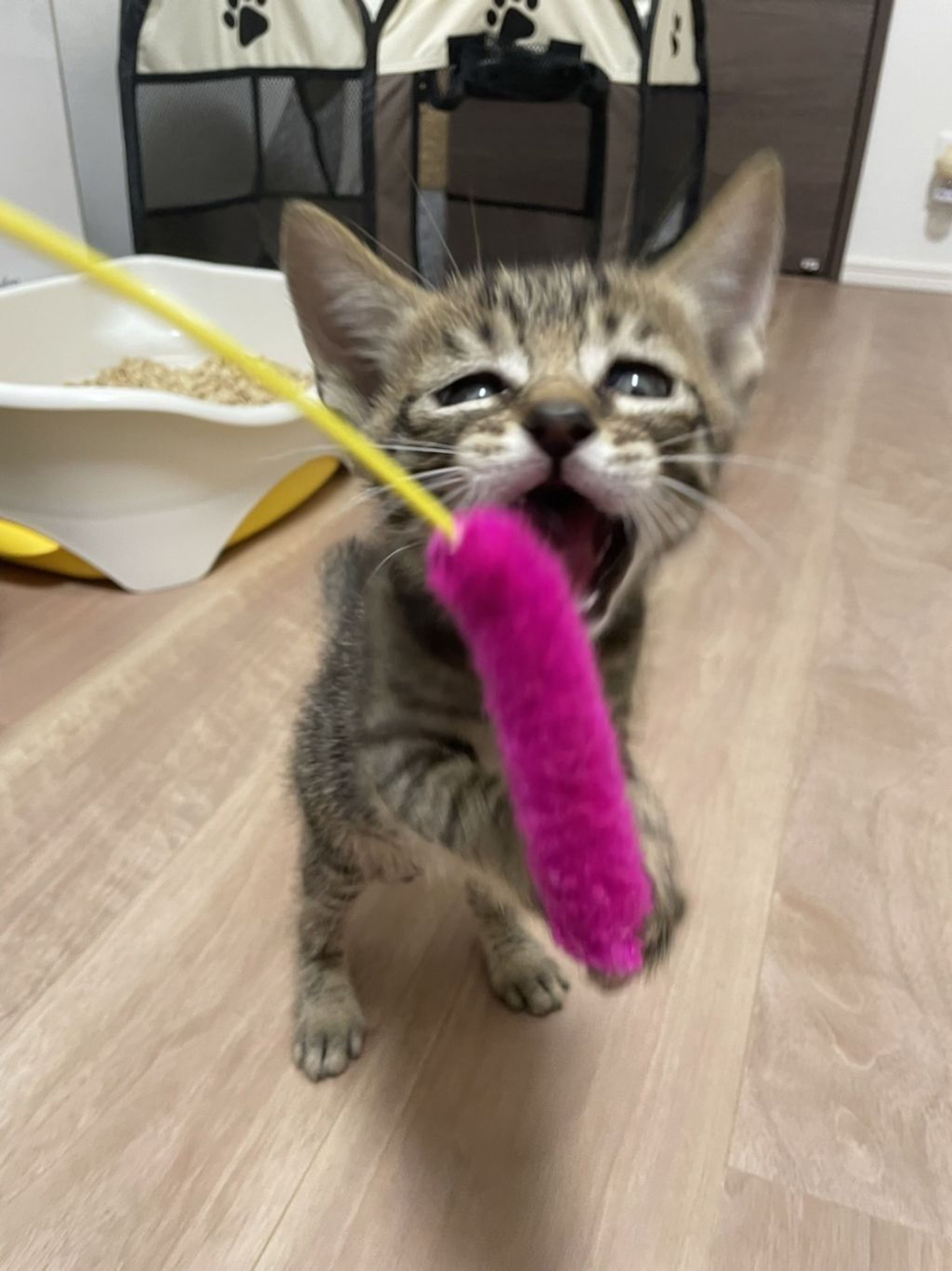 pet-image-4