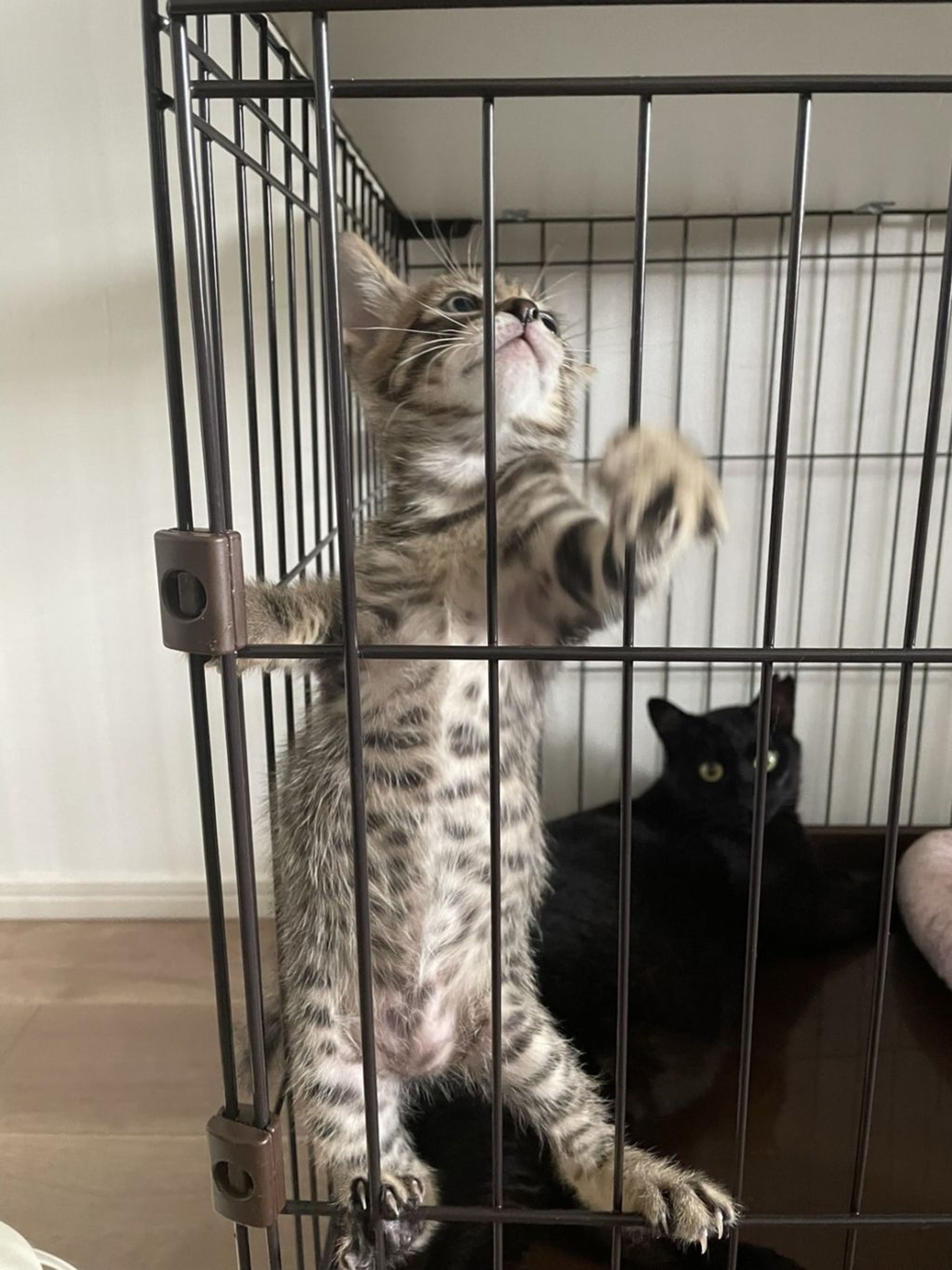 pet-image-7