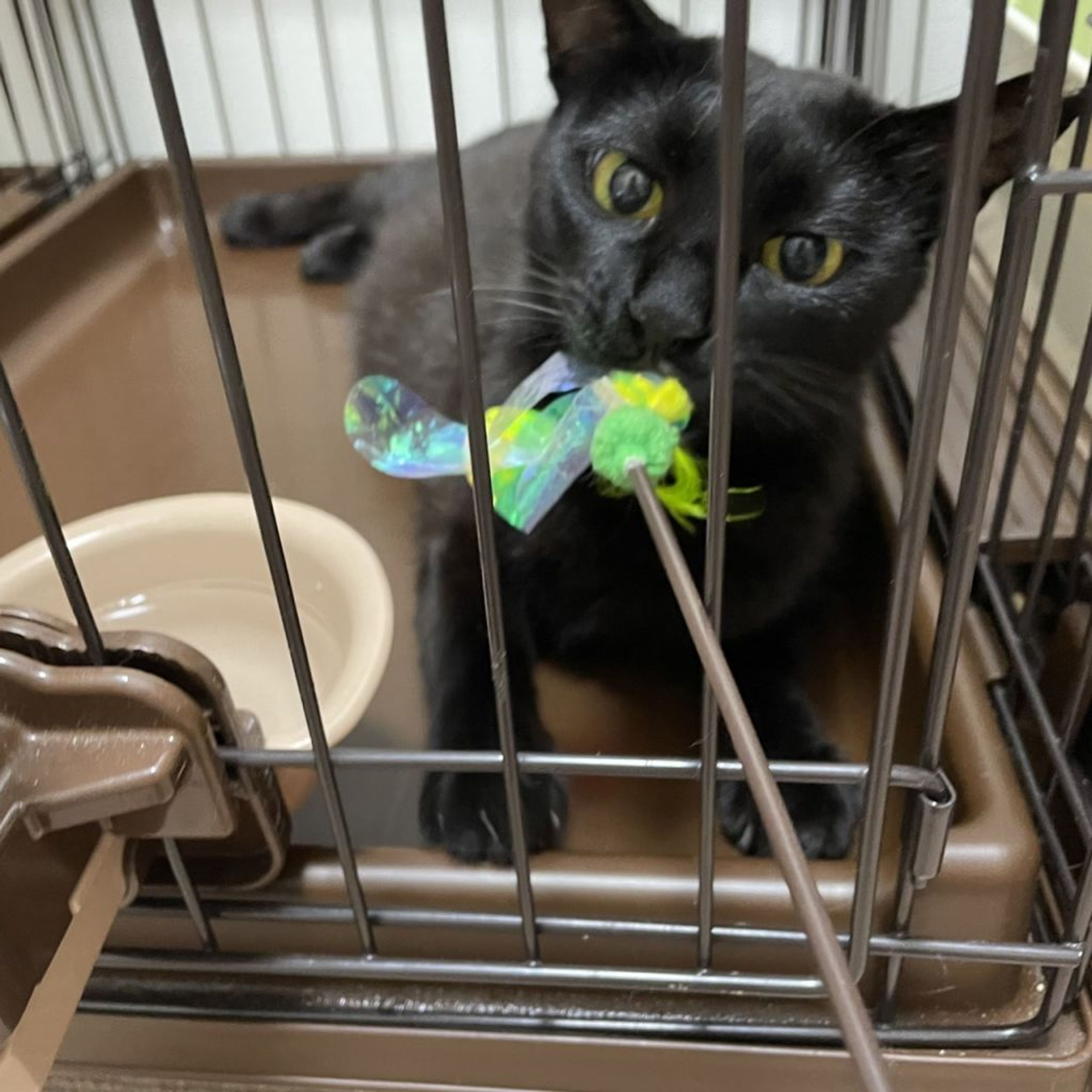 pet-image-9