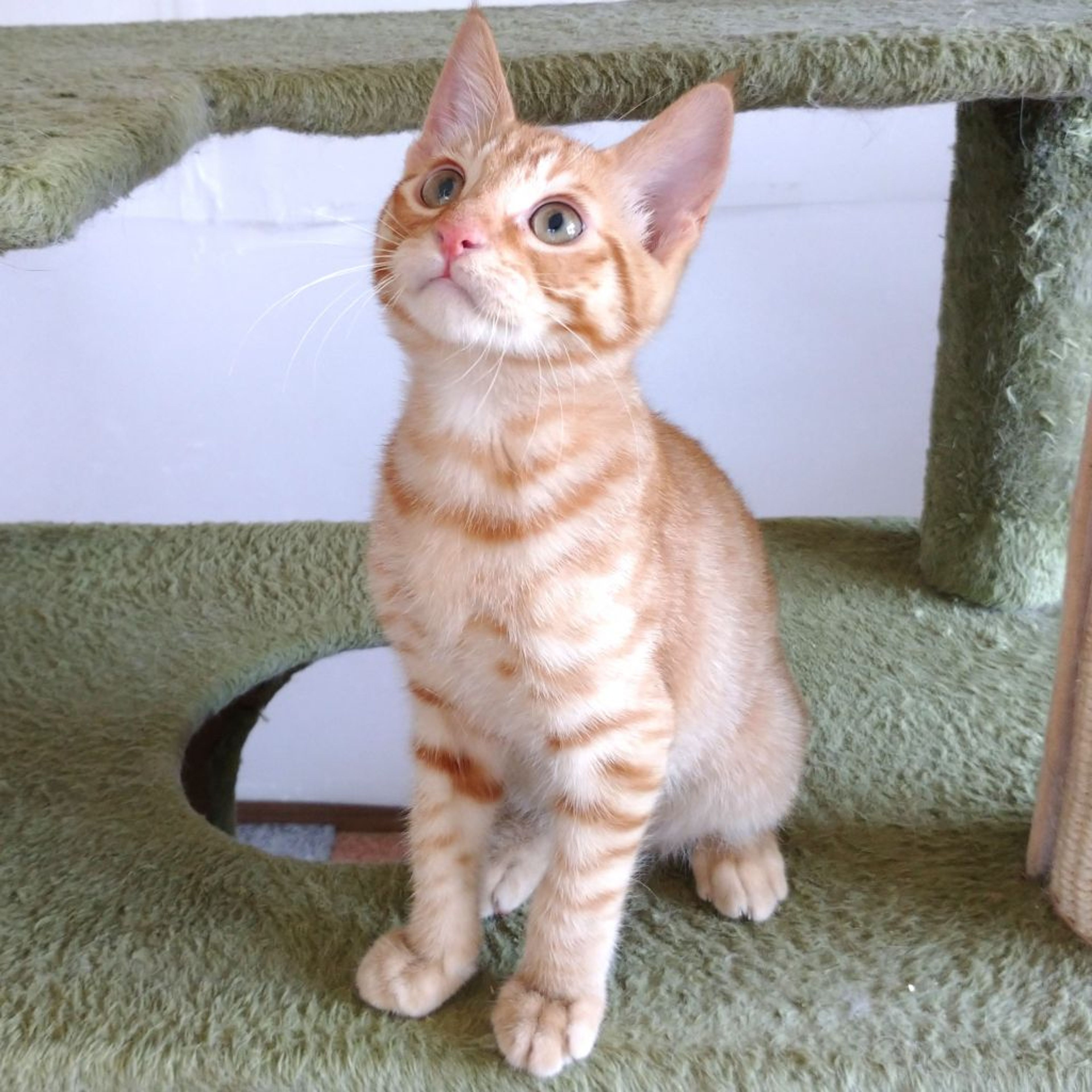 pet-image-4