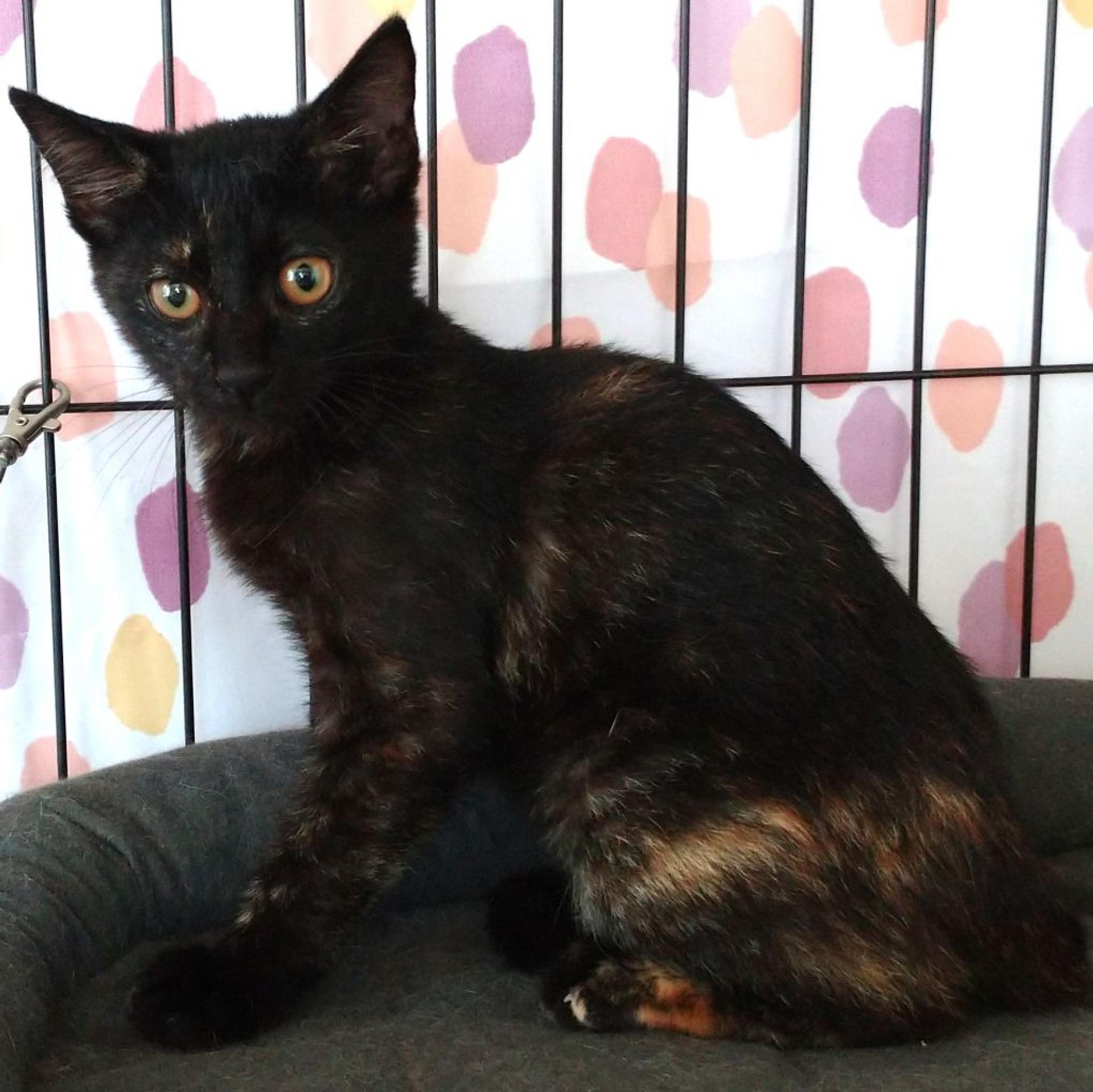 pet-image-5