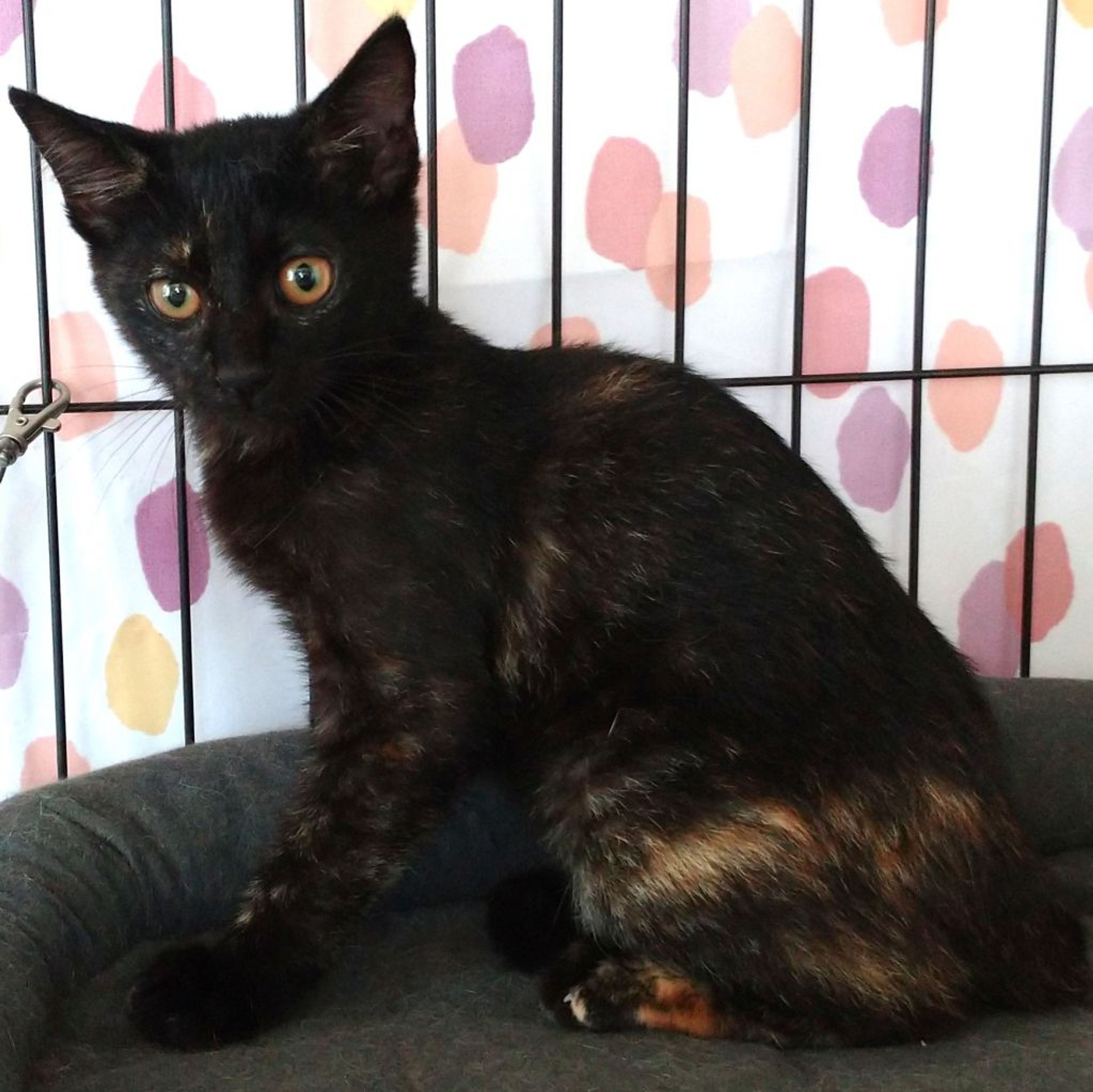 pet-image-5