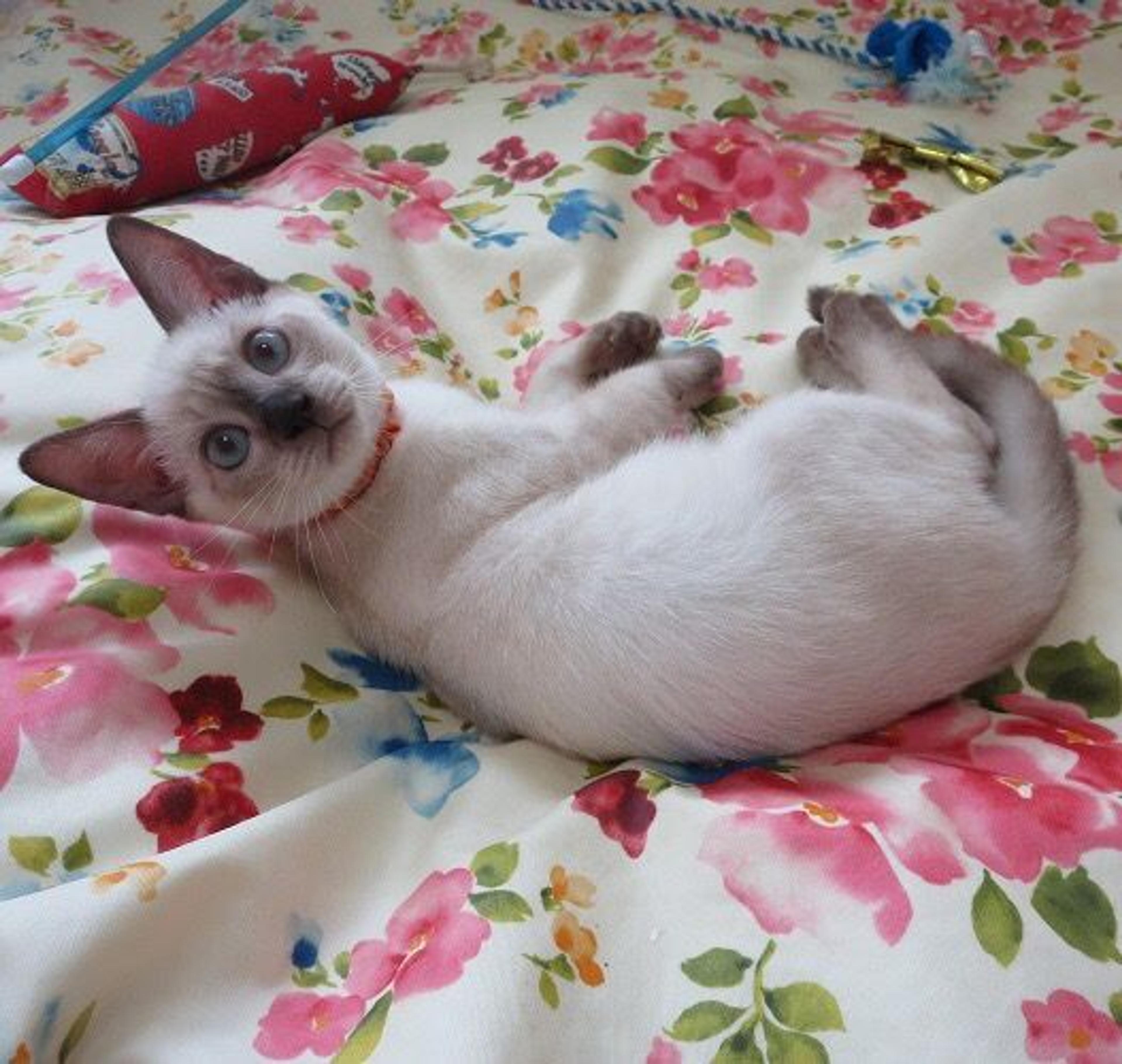 pet-image-3