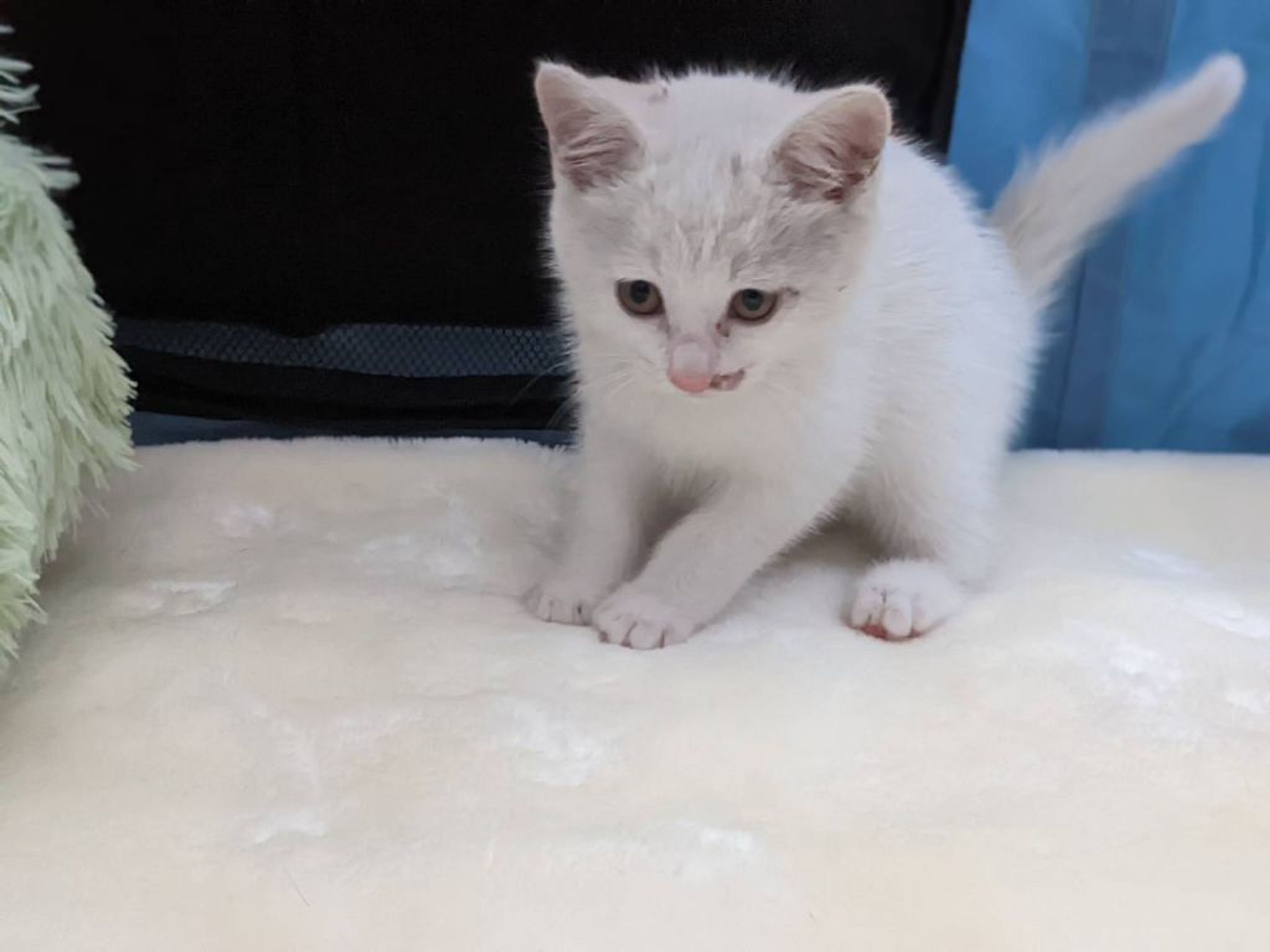 pet-image-3