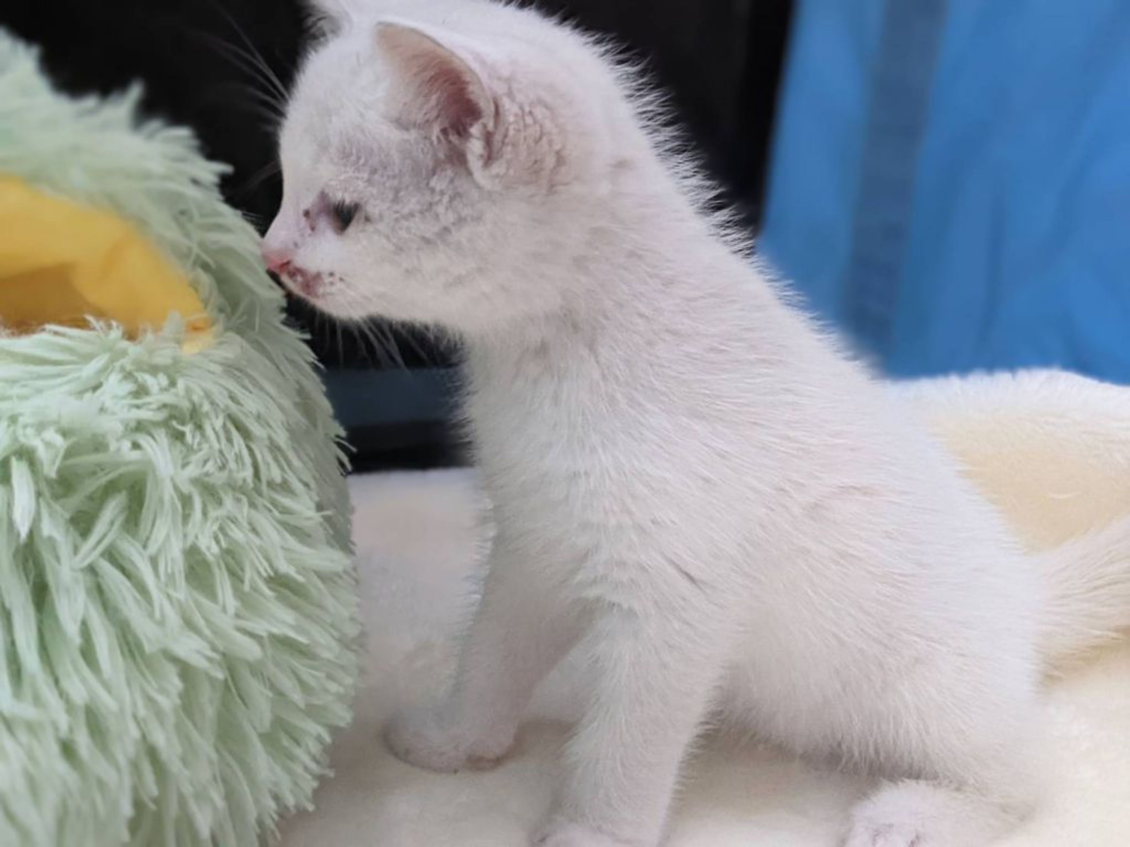 pet-image-4