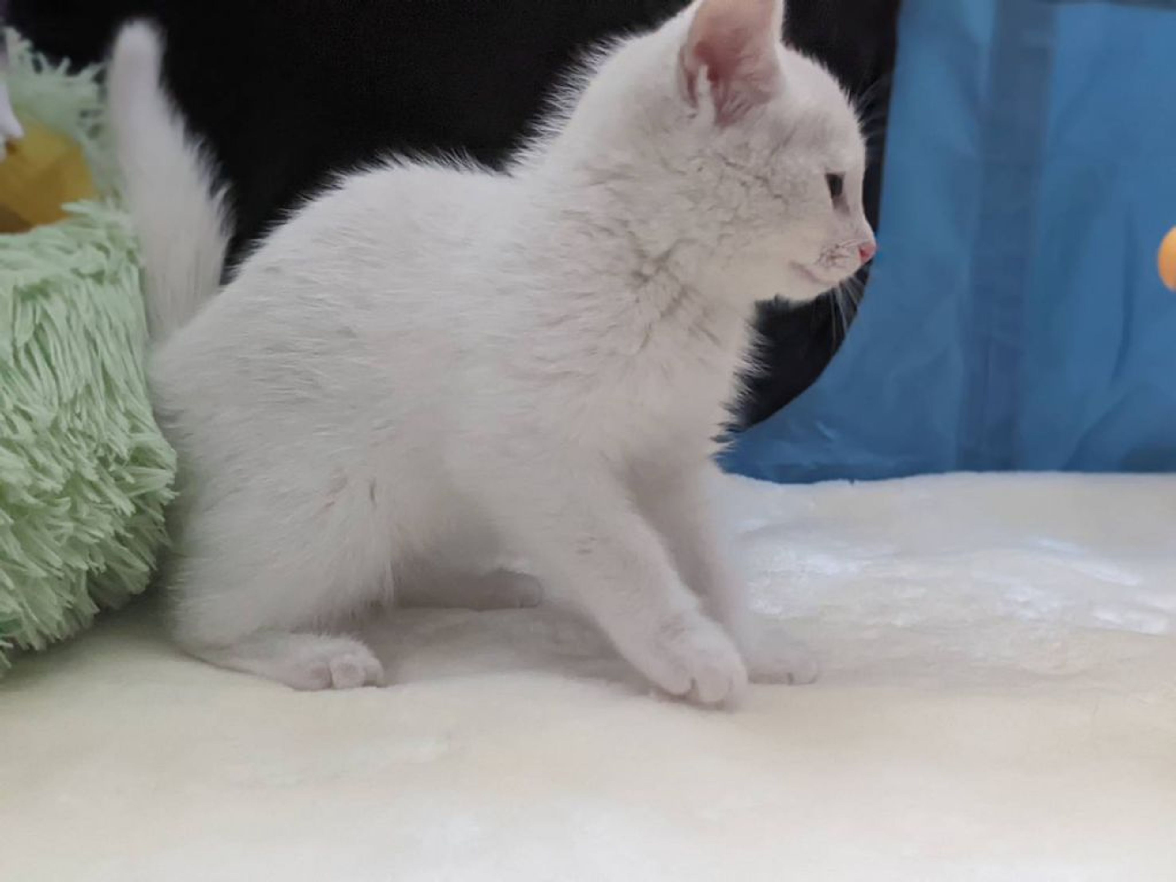 pet-image-5