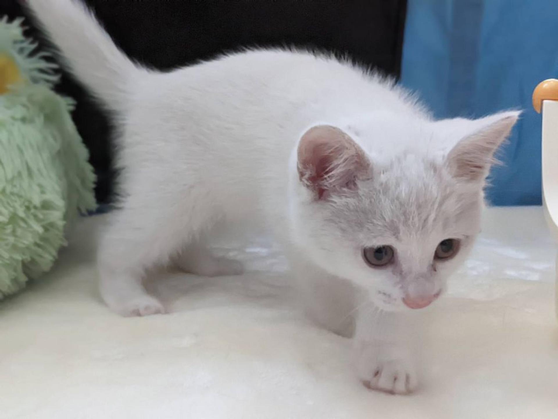 pet-image-6