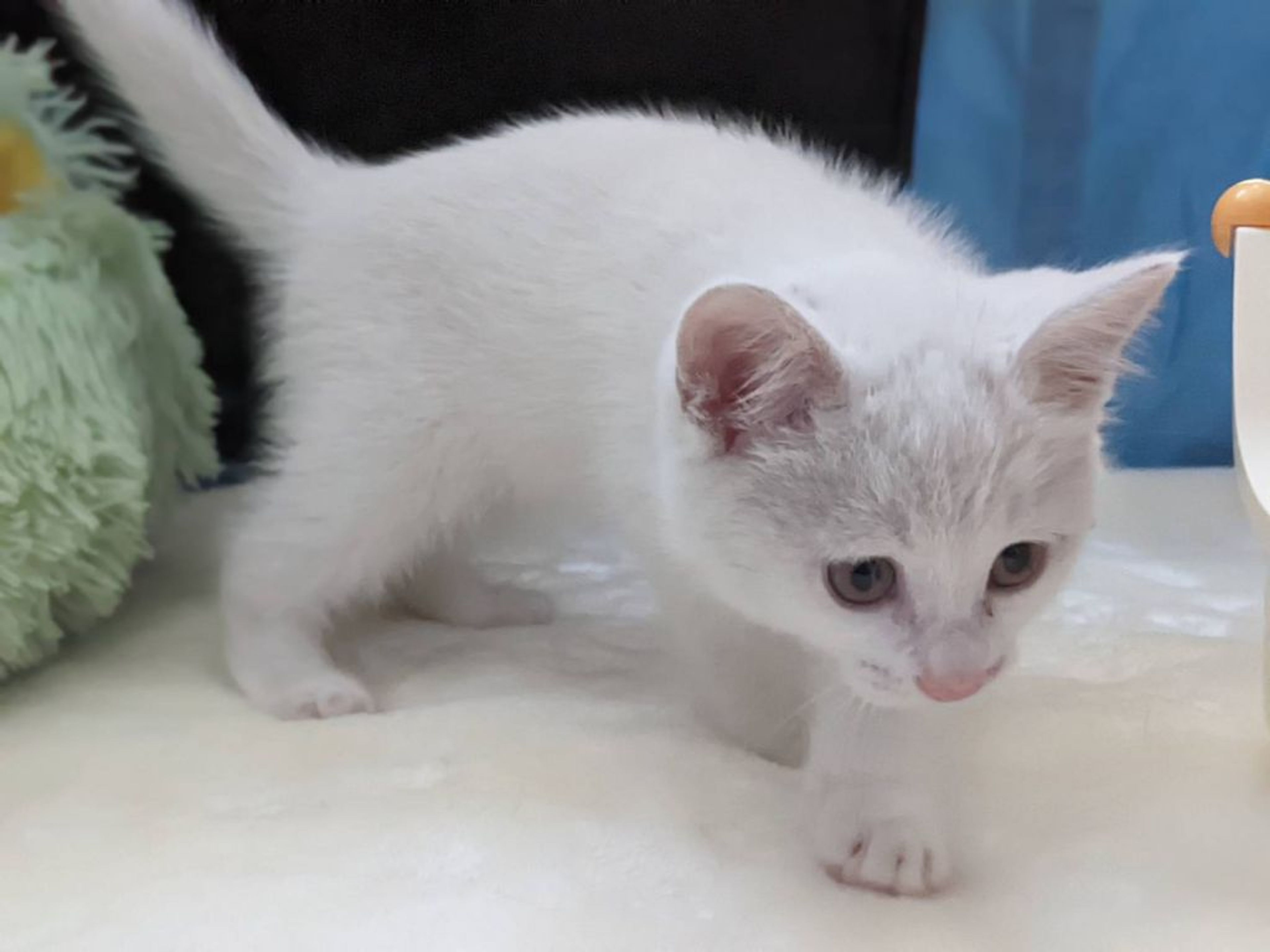 pet-image-6
