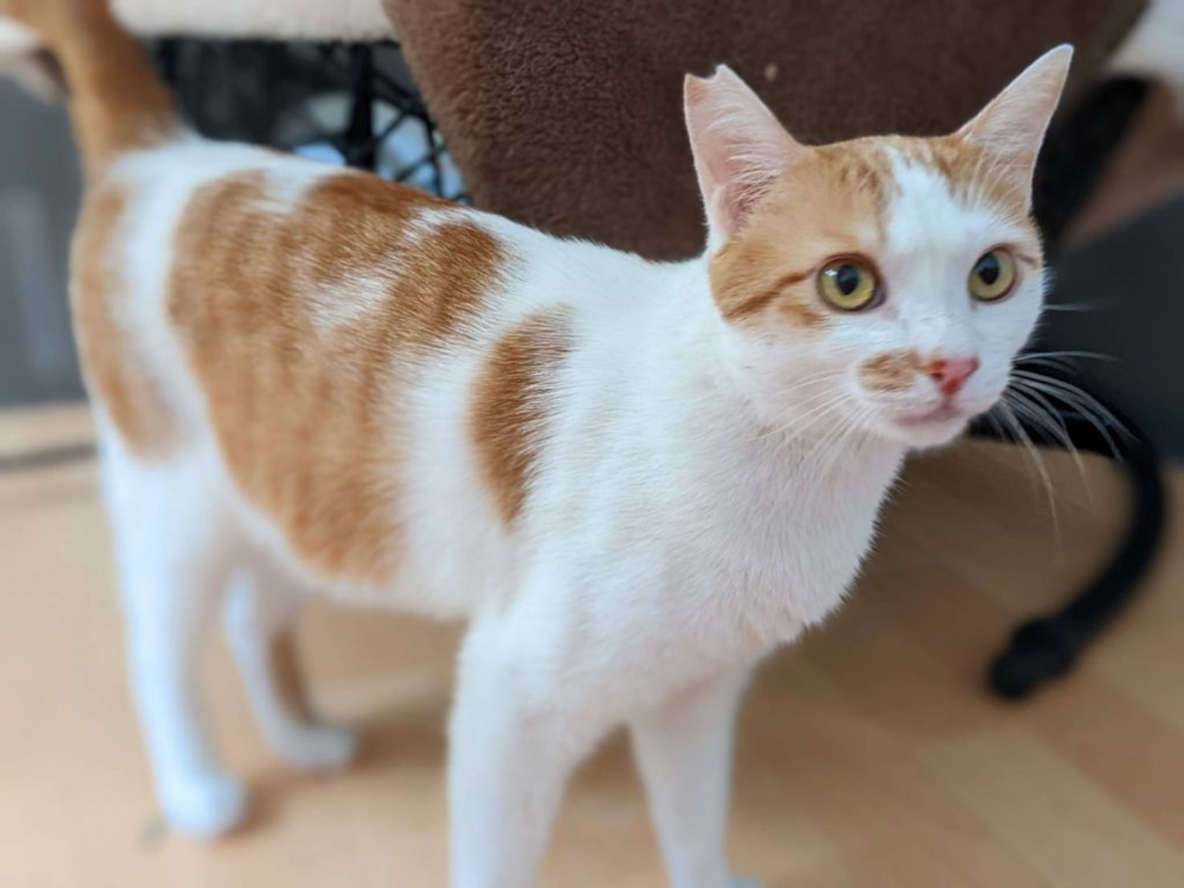 雑種（ミックス猫）・オスの里親募集の写真