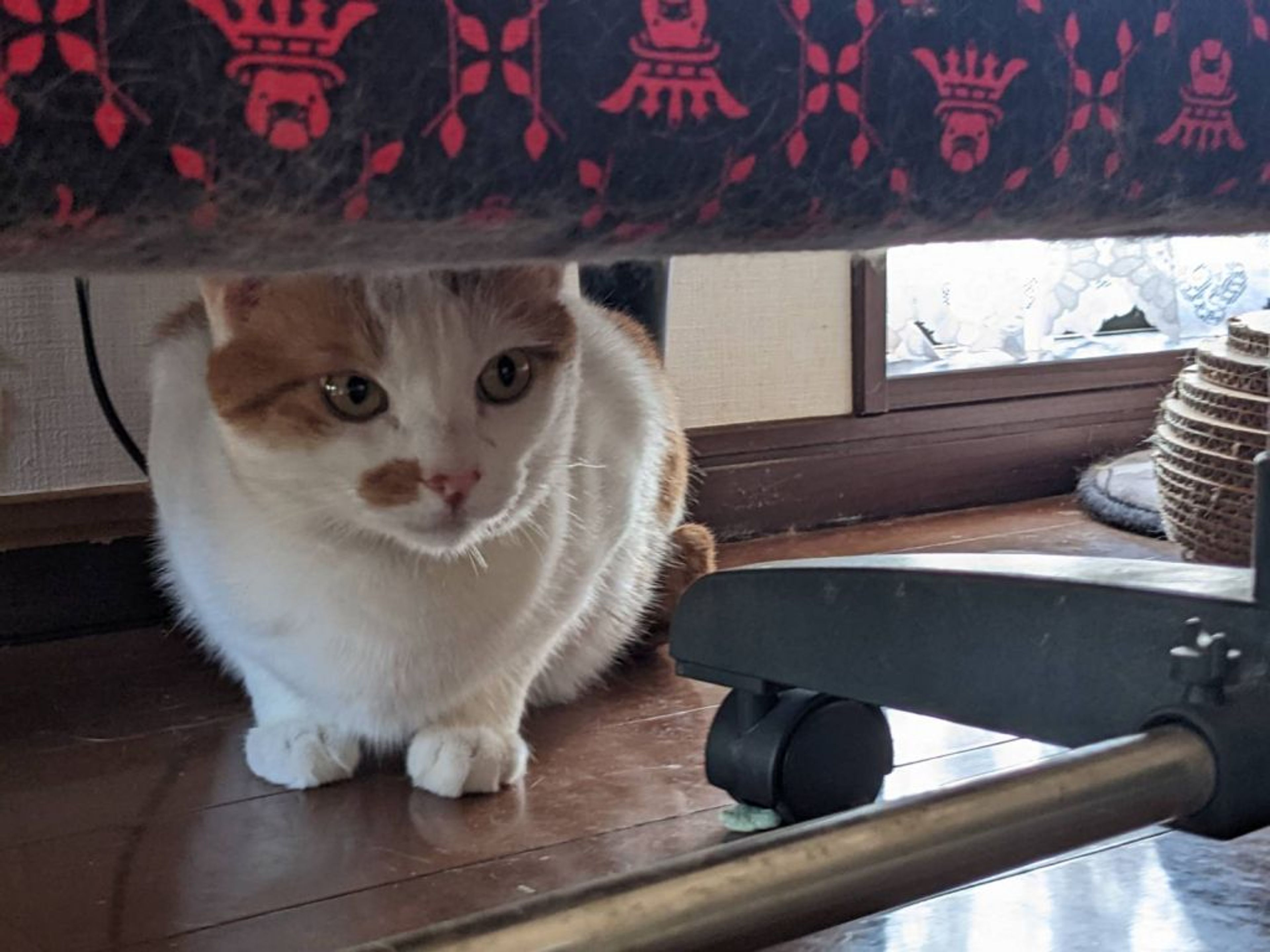 pet-image-2
