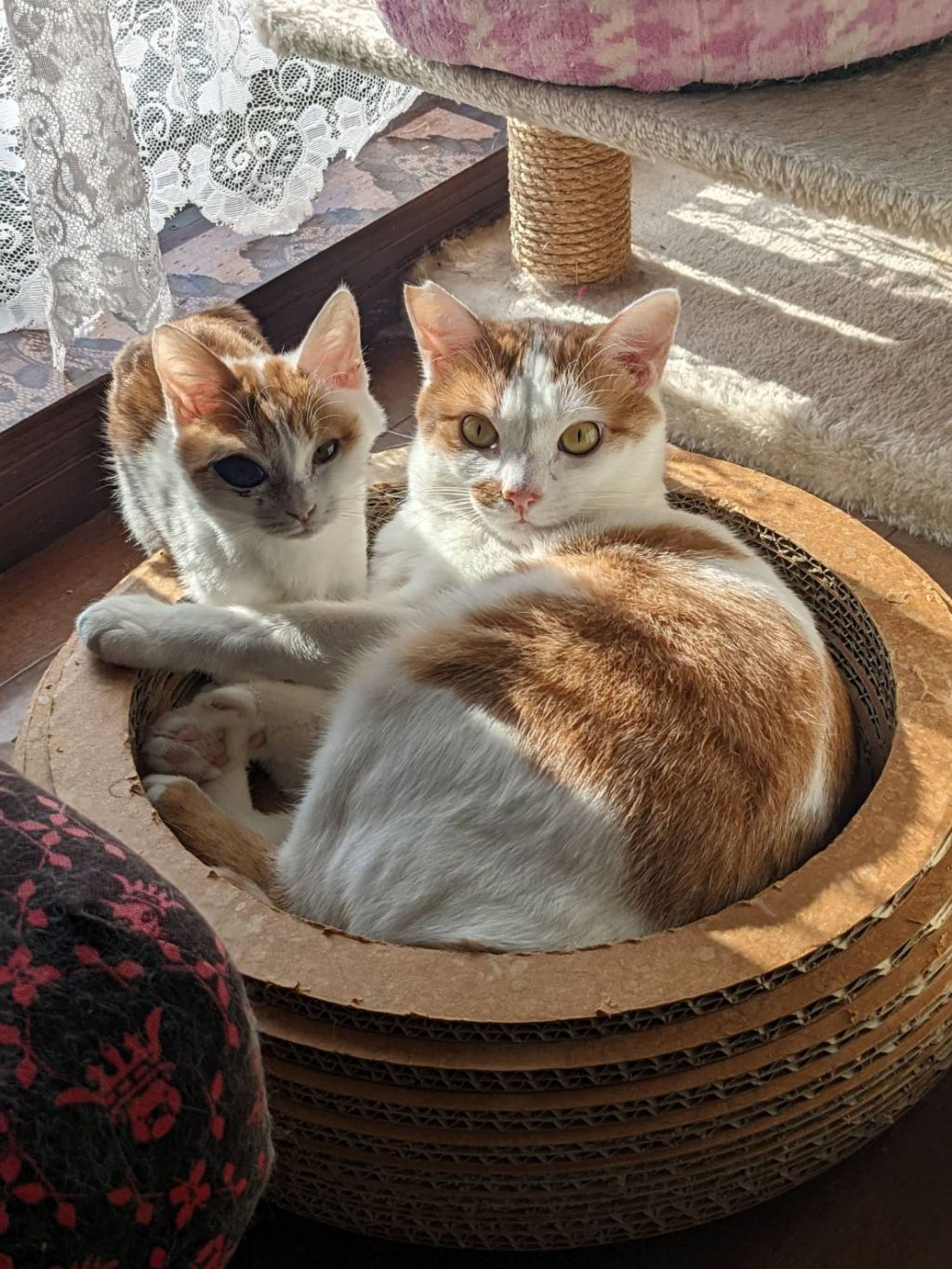 pet-image-3
