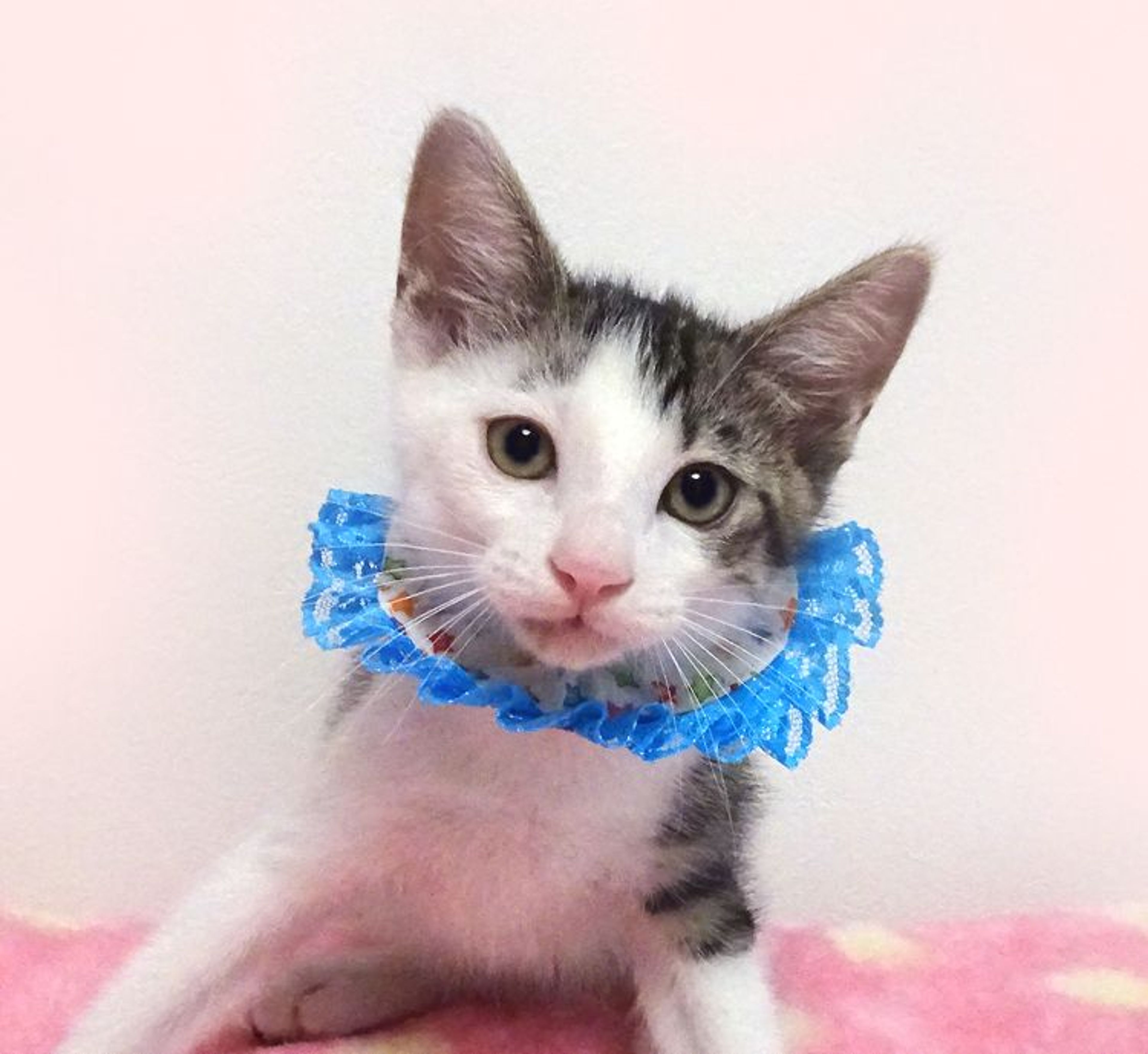 雑種（ミックス猫）・オスの里親募集の写真