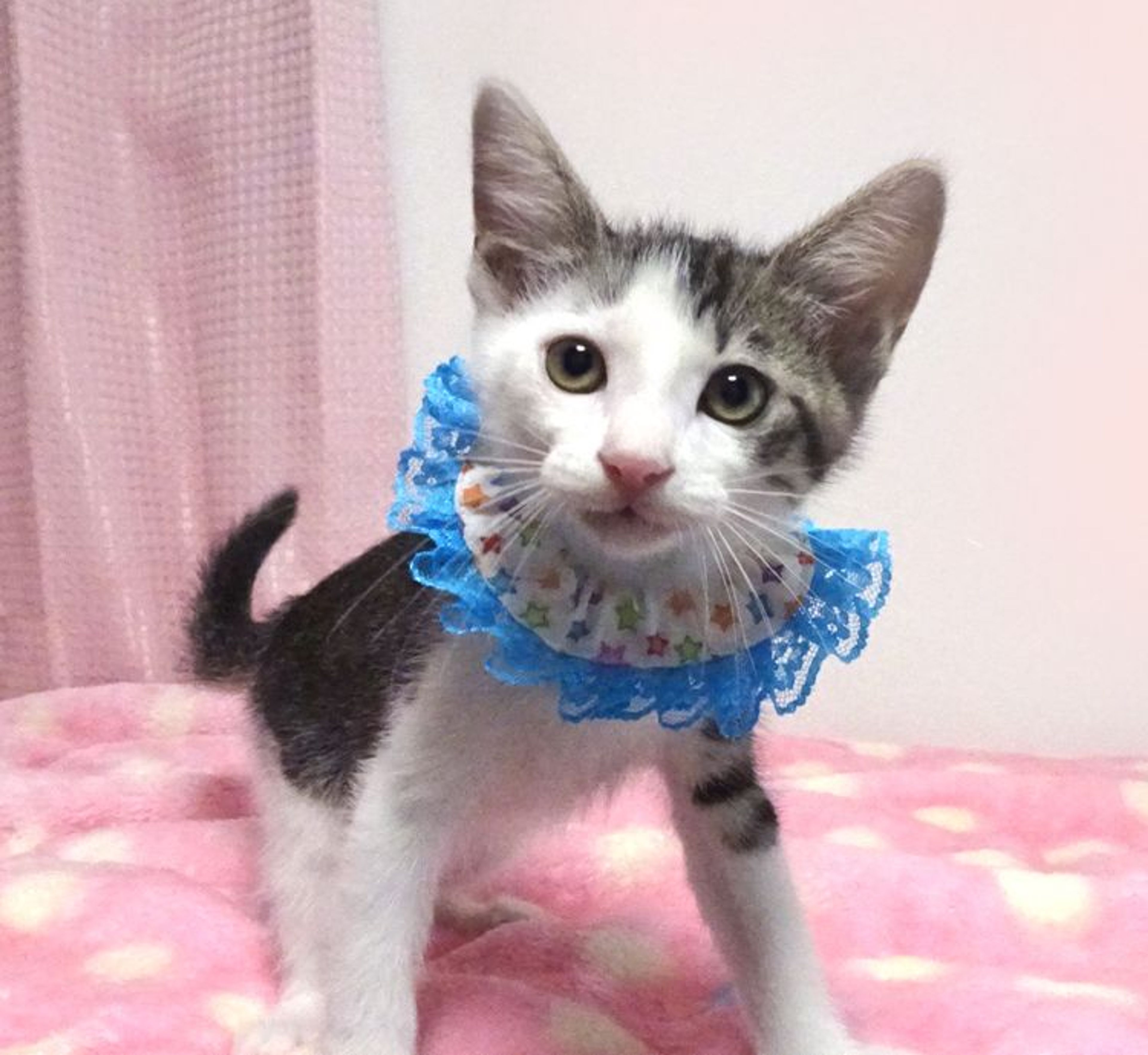 pet-image-2