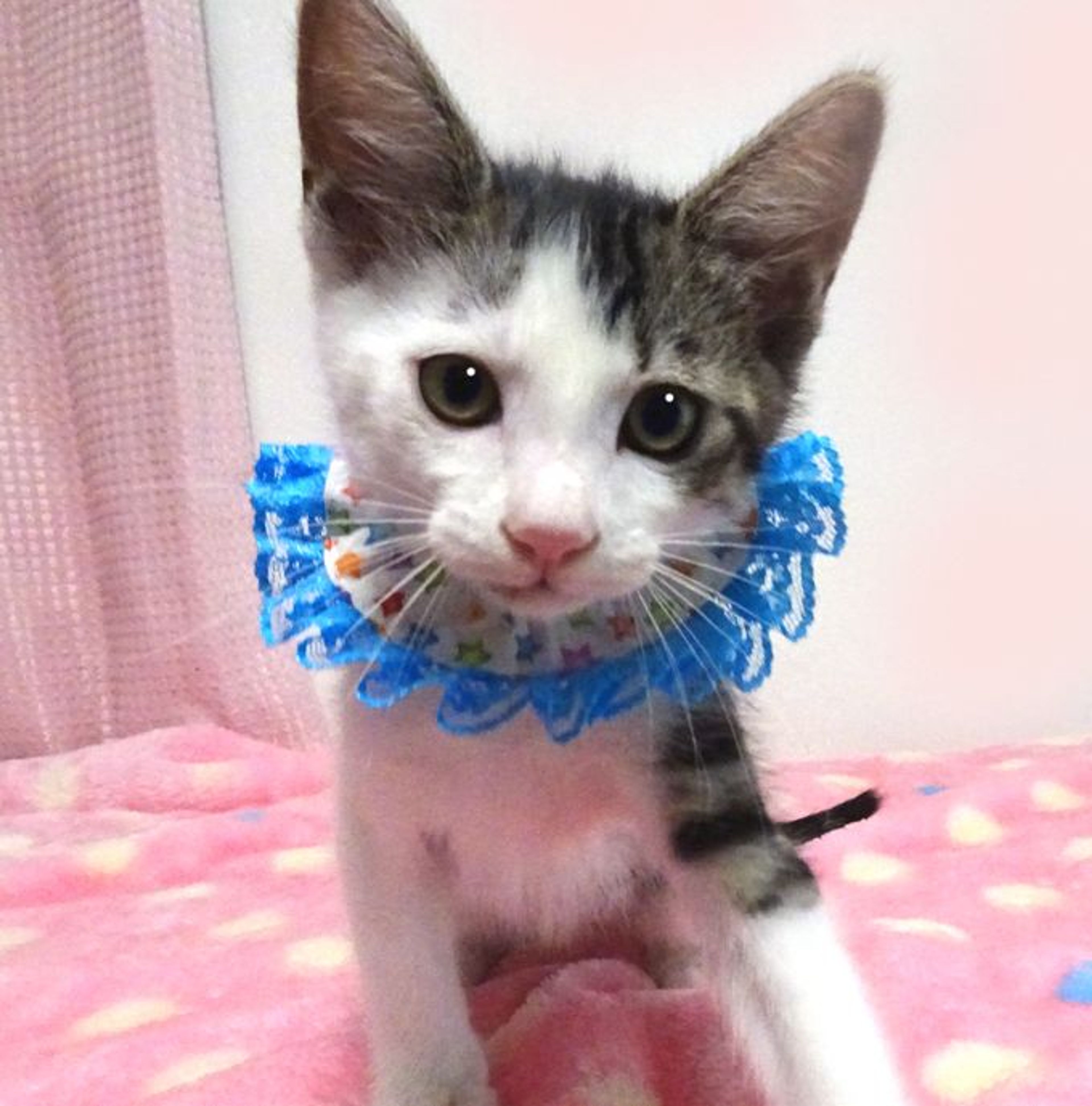 pet-image-3