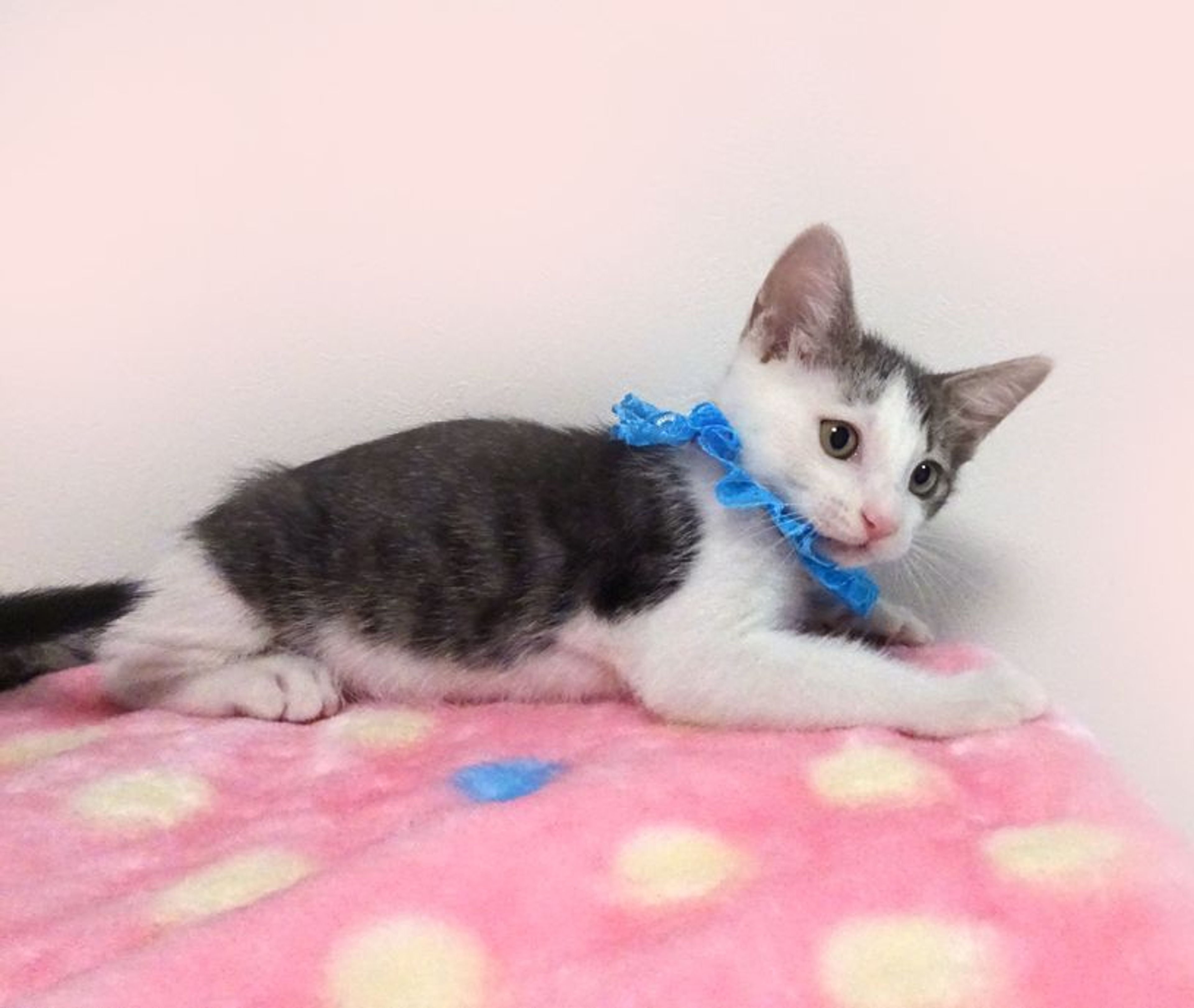pet-image-4