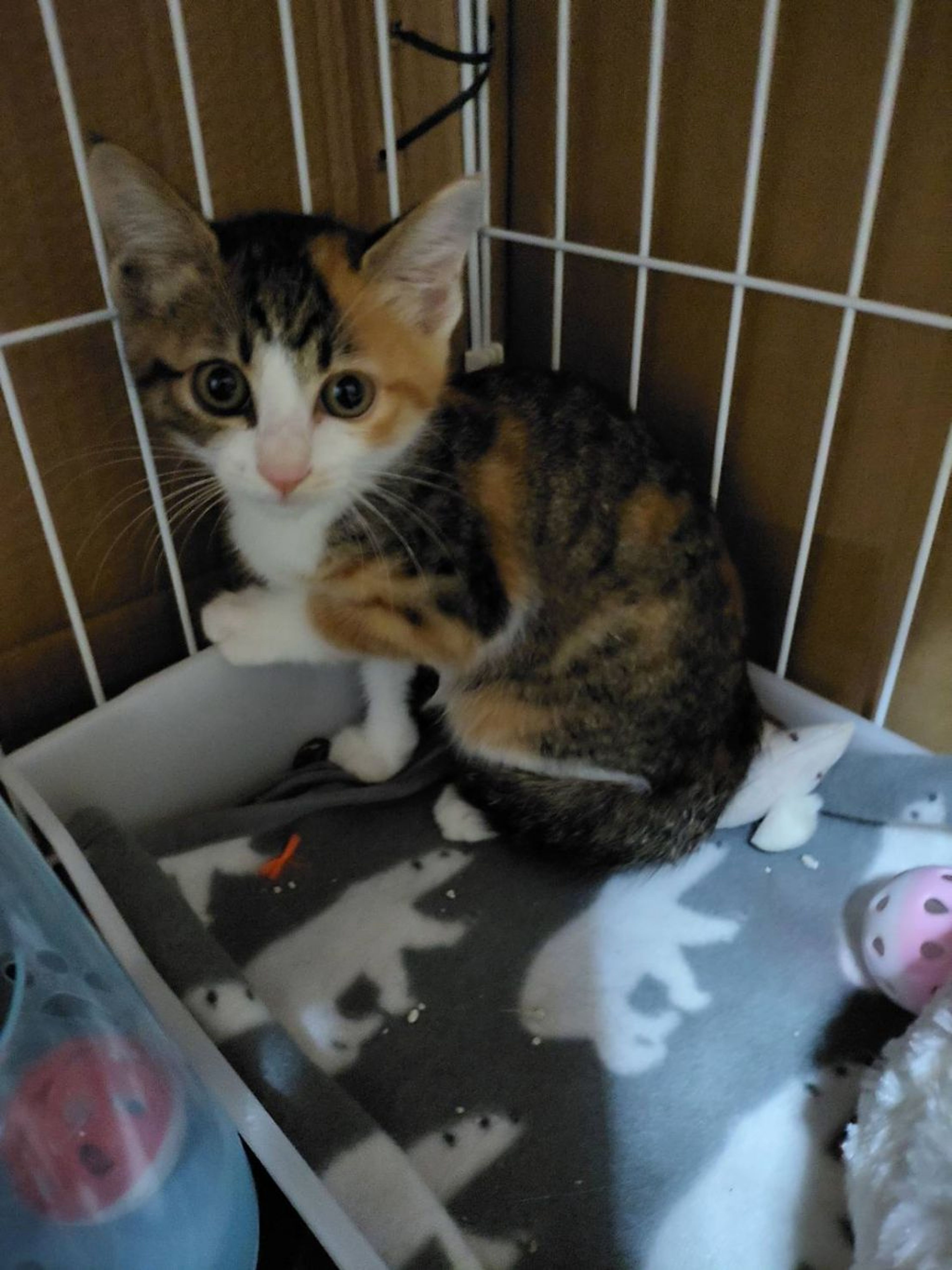 雑種（ミックス猫）・メスの里親募集の写真