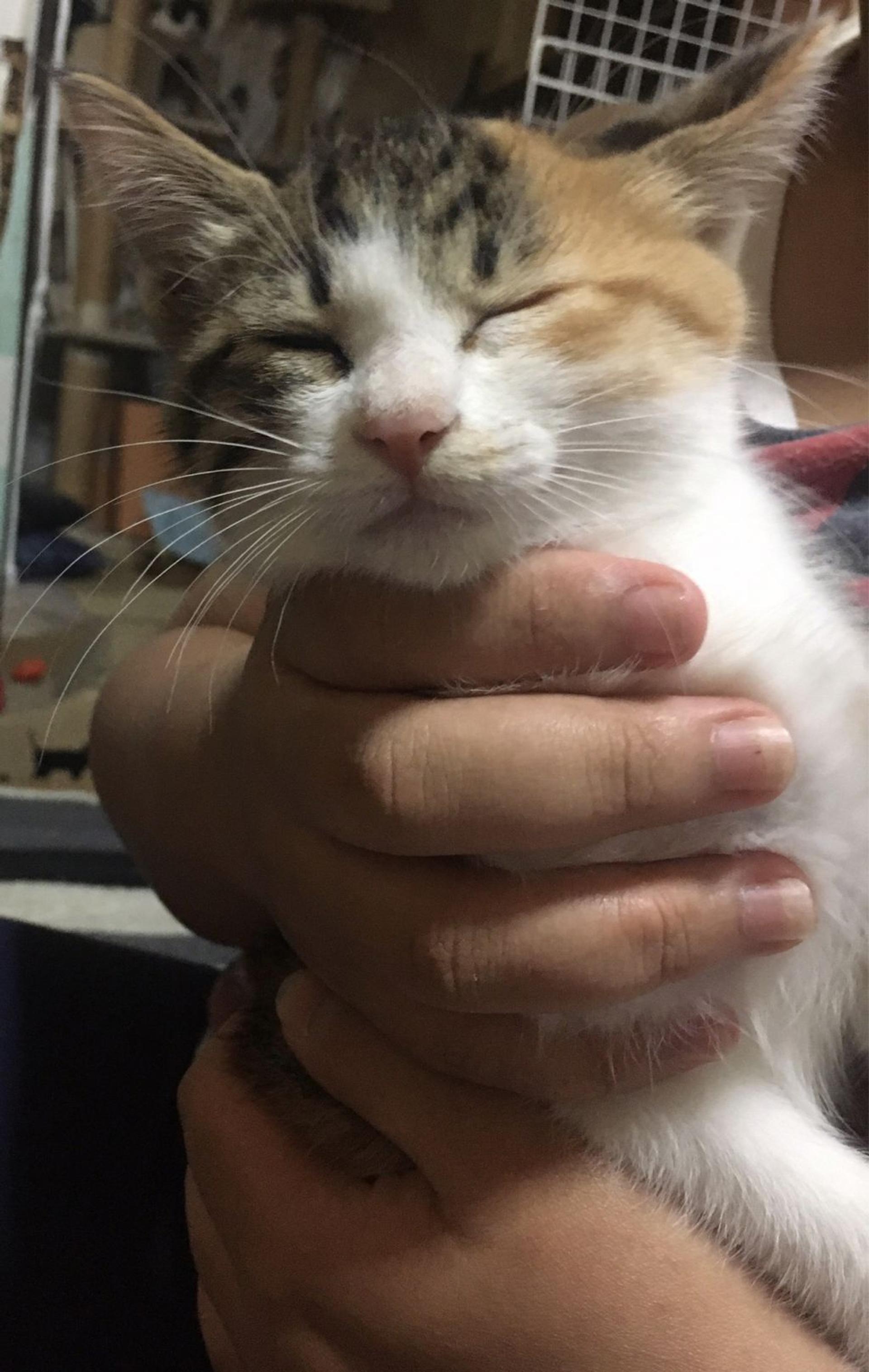 pet-image-2