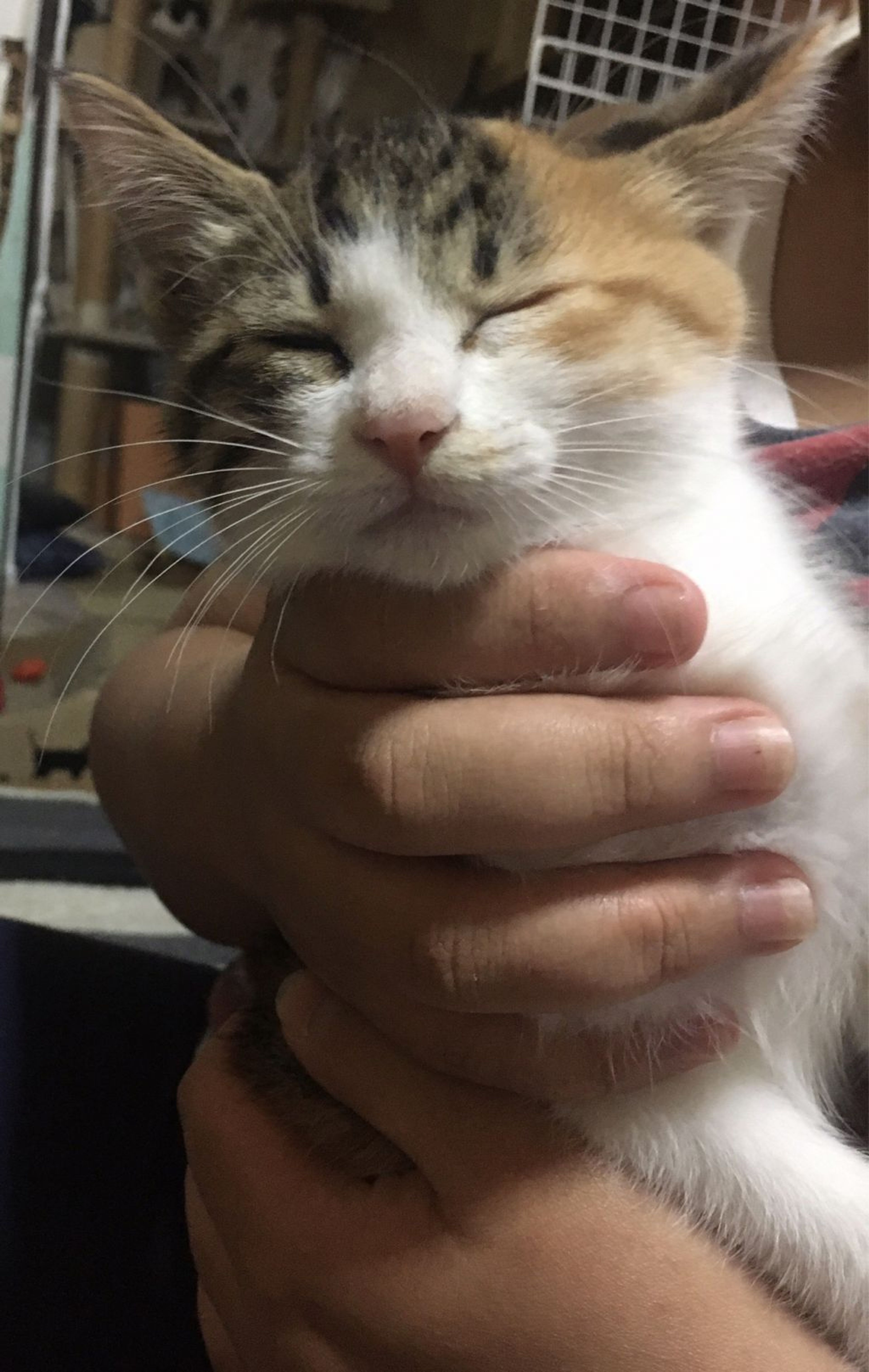 pet-image-2