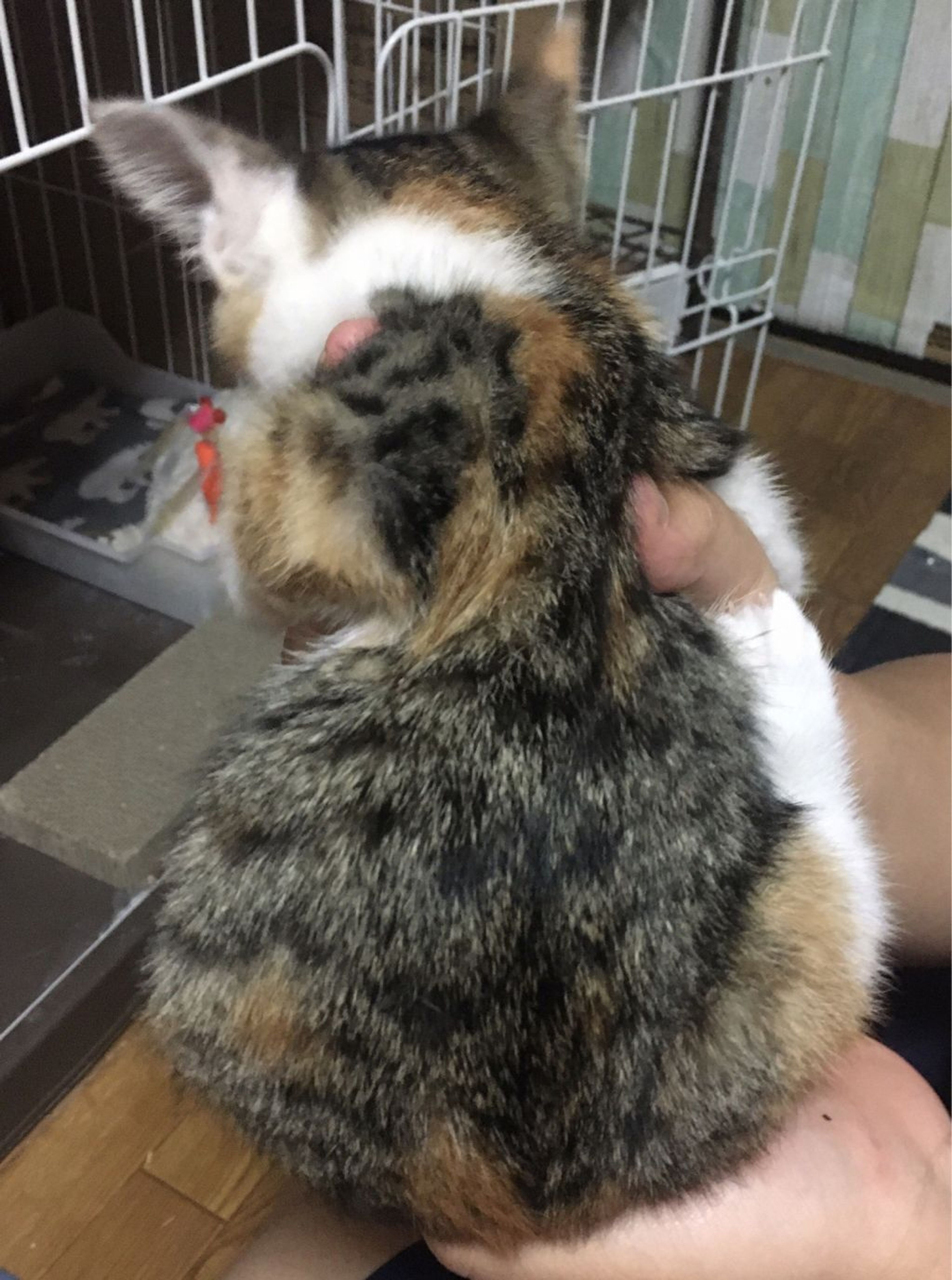 pet-image-3