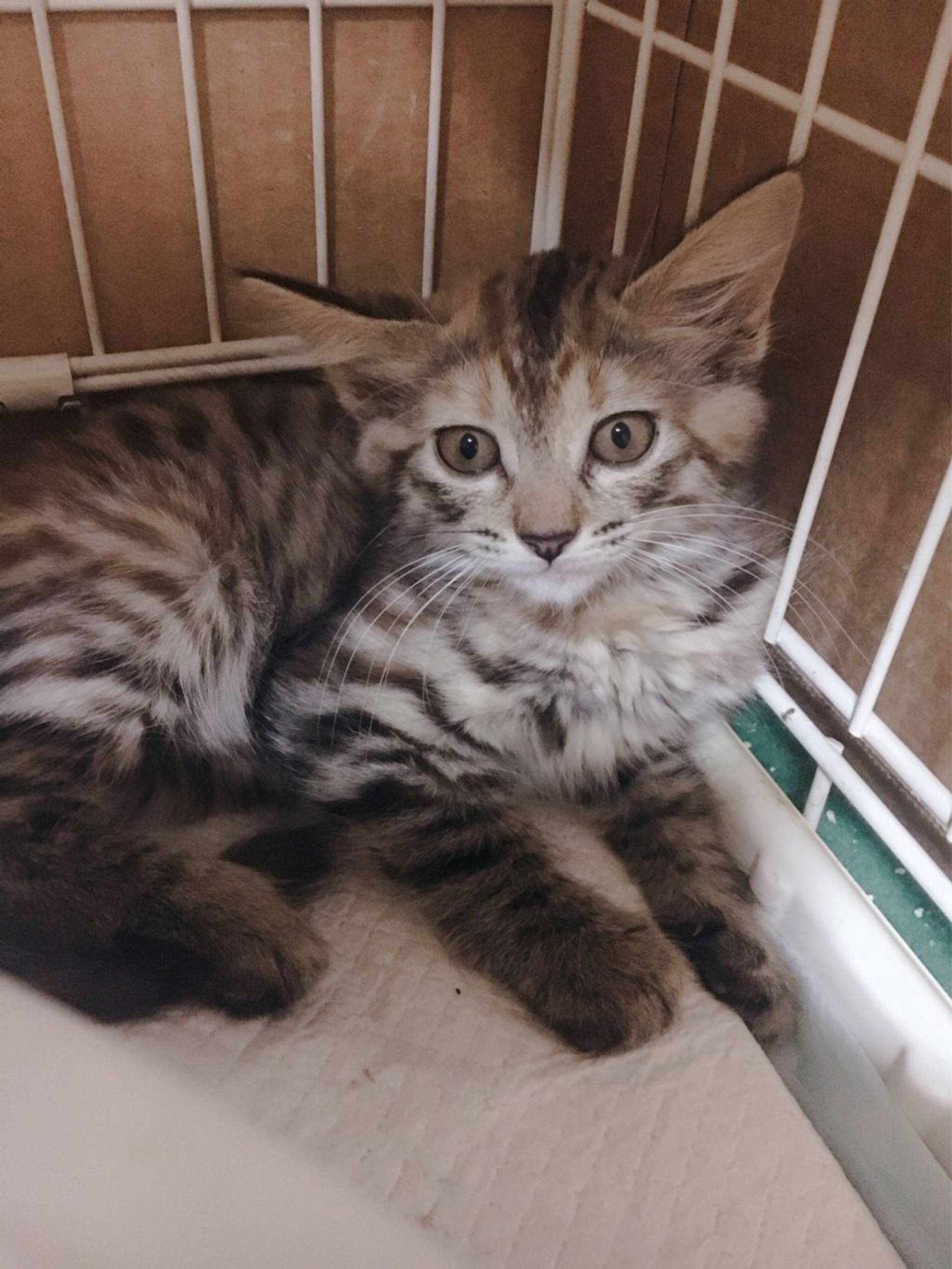 雑種（ミックス猫）・メスの里親募集の写真