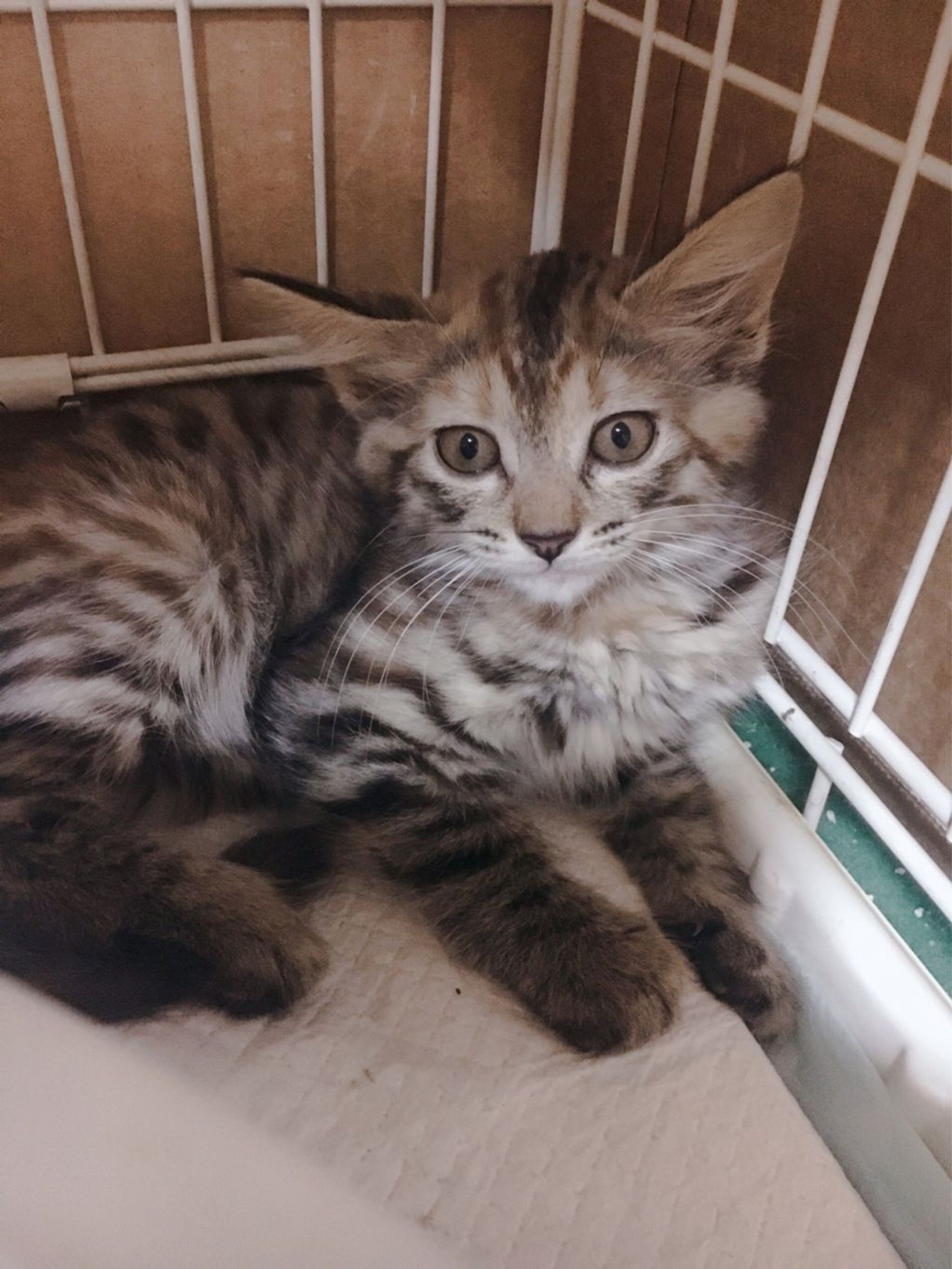 雑種（ミックス猫）・メスの里親募集の写真
