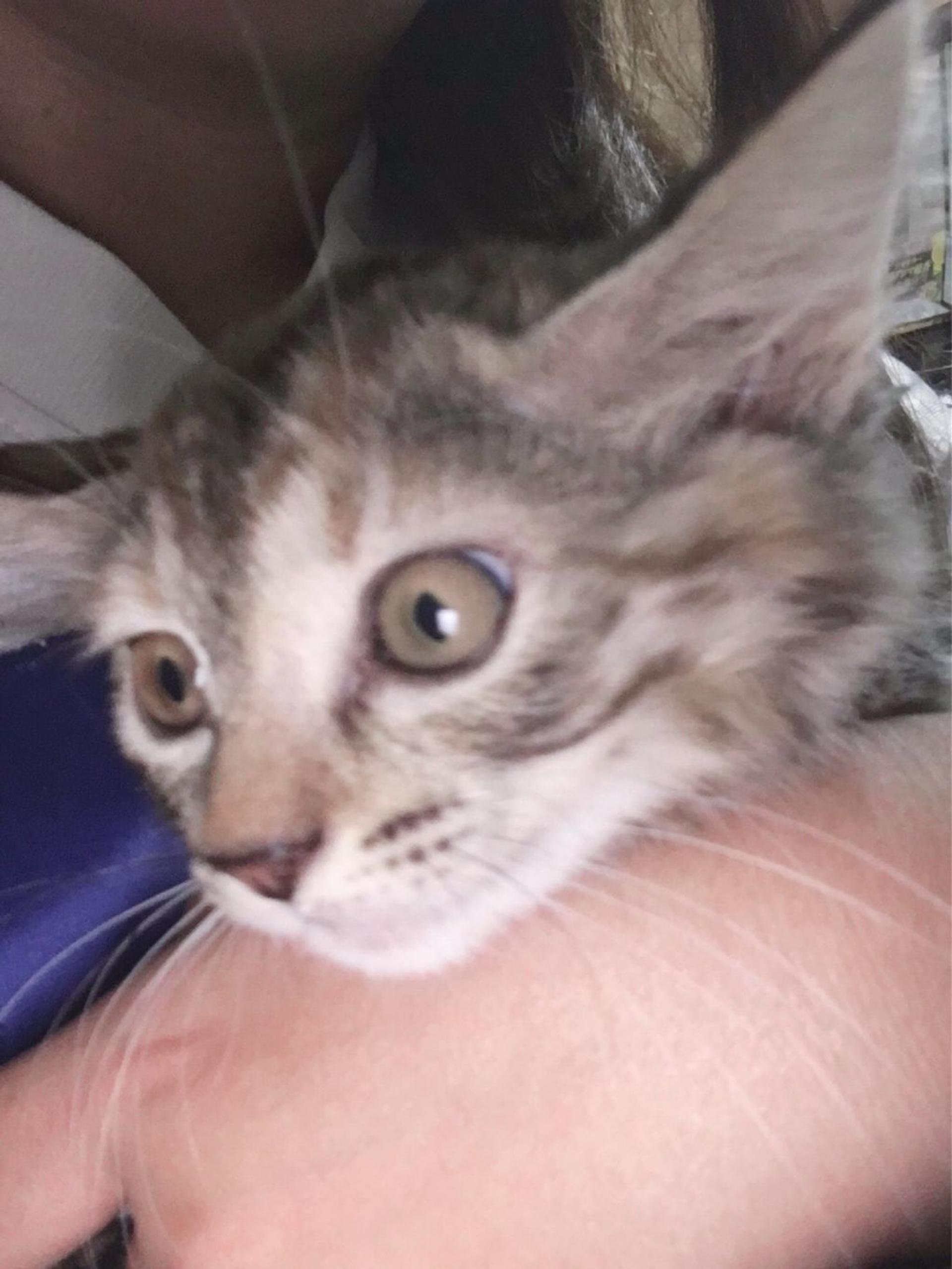 pet-image-3