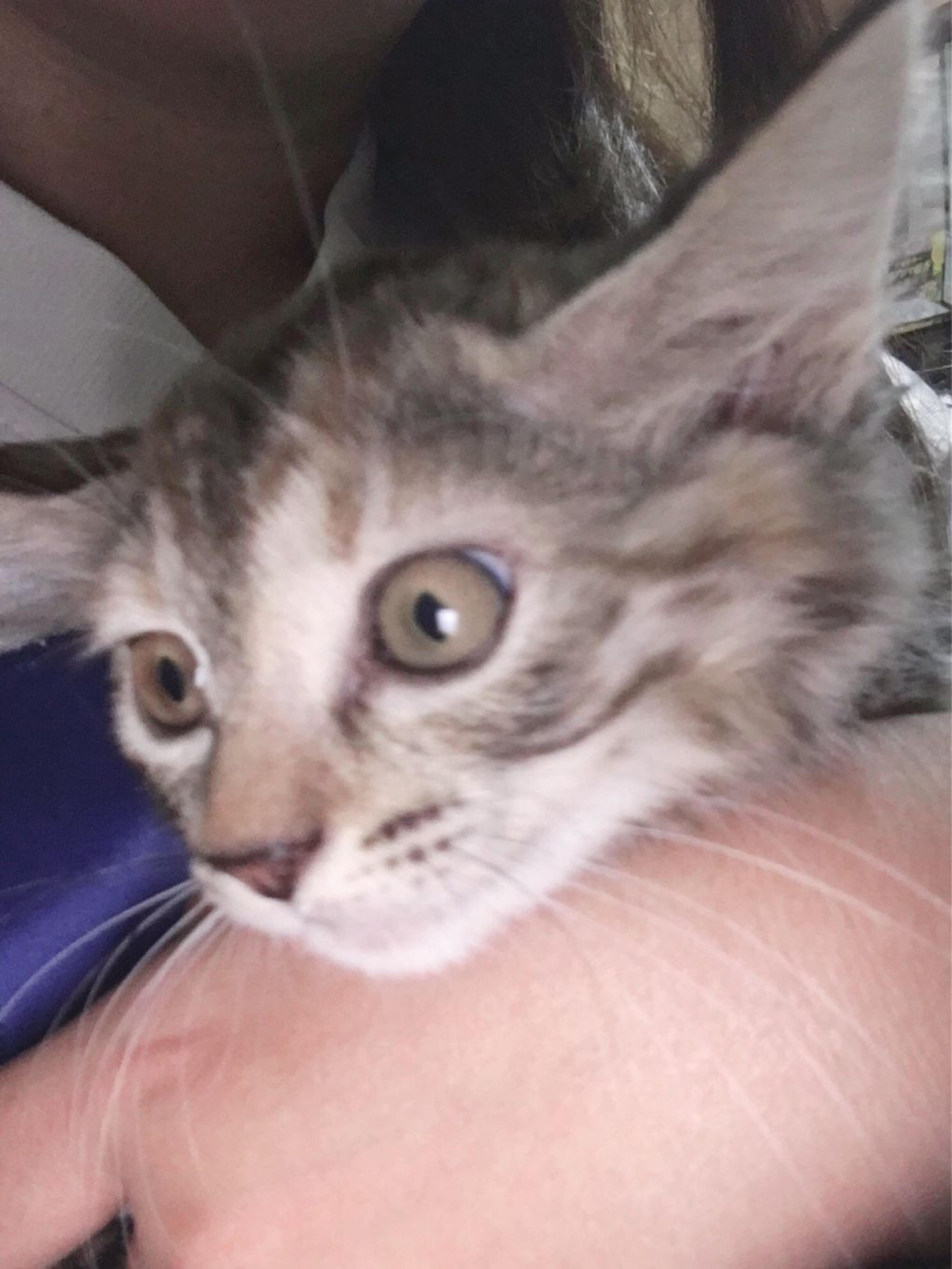 pet-image-3