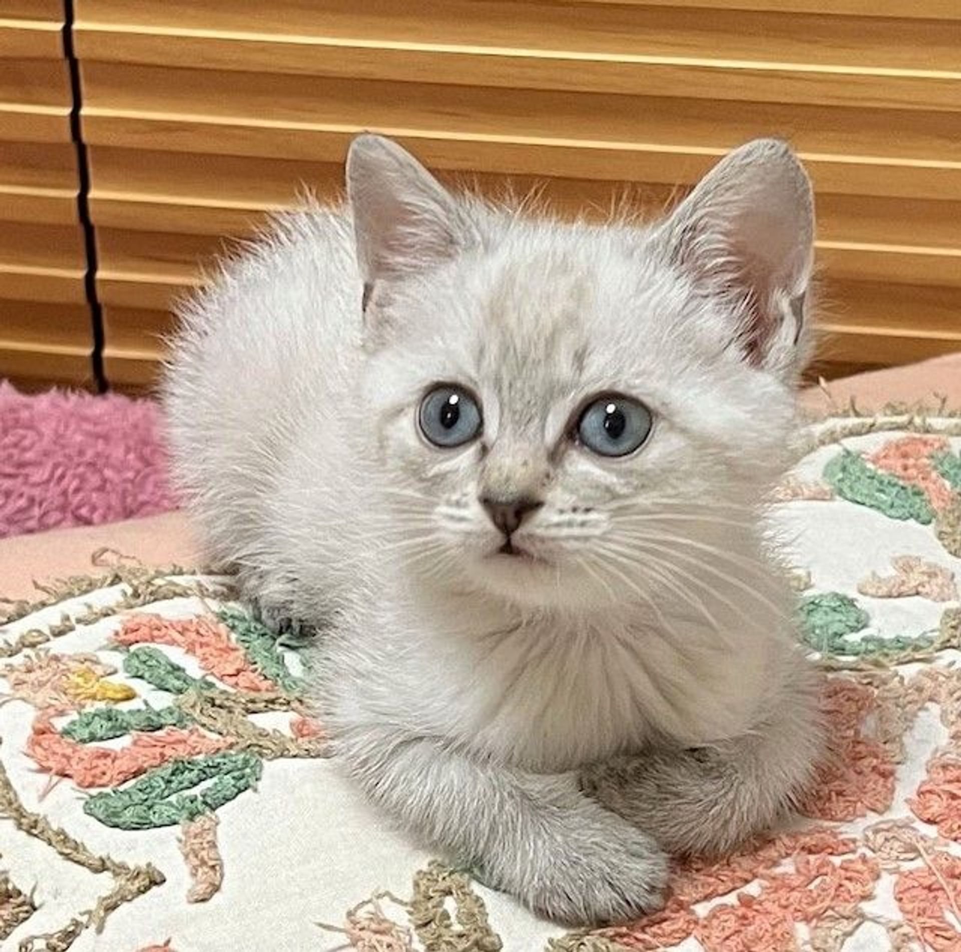 雑種（ミックス猫）・オスの里親募集の写真