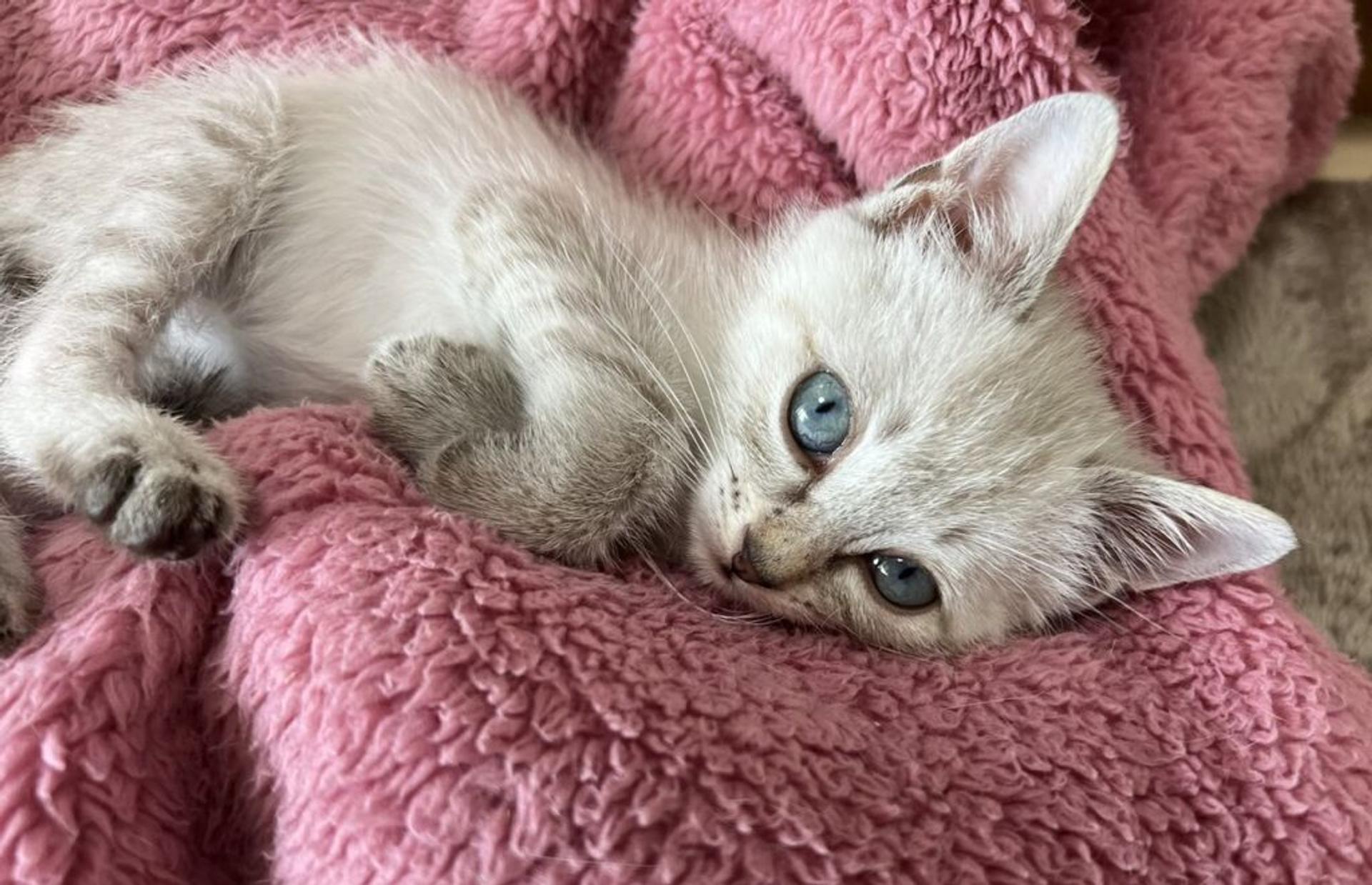 pet-image-3