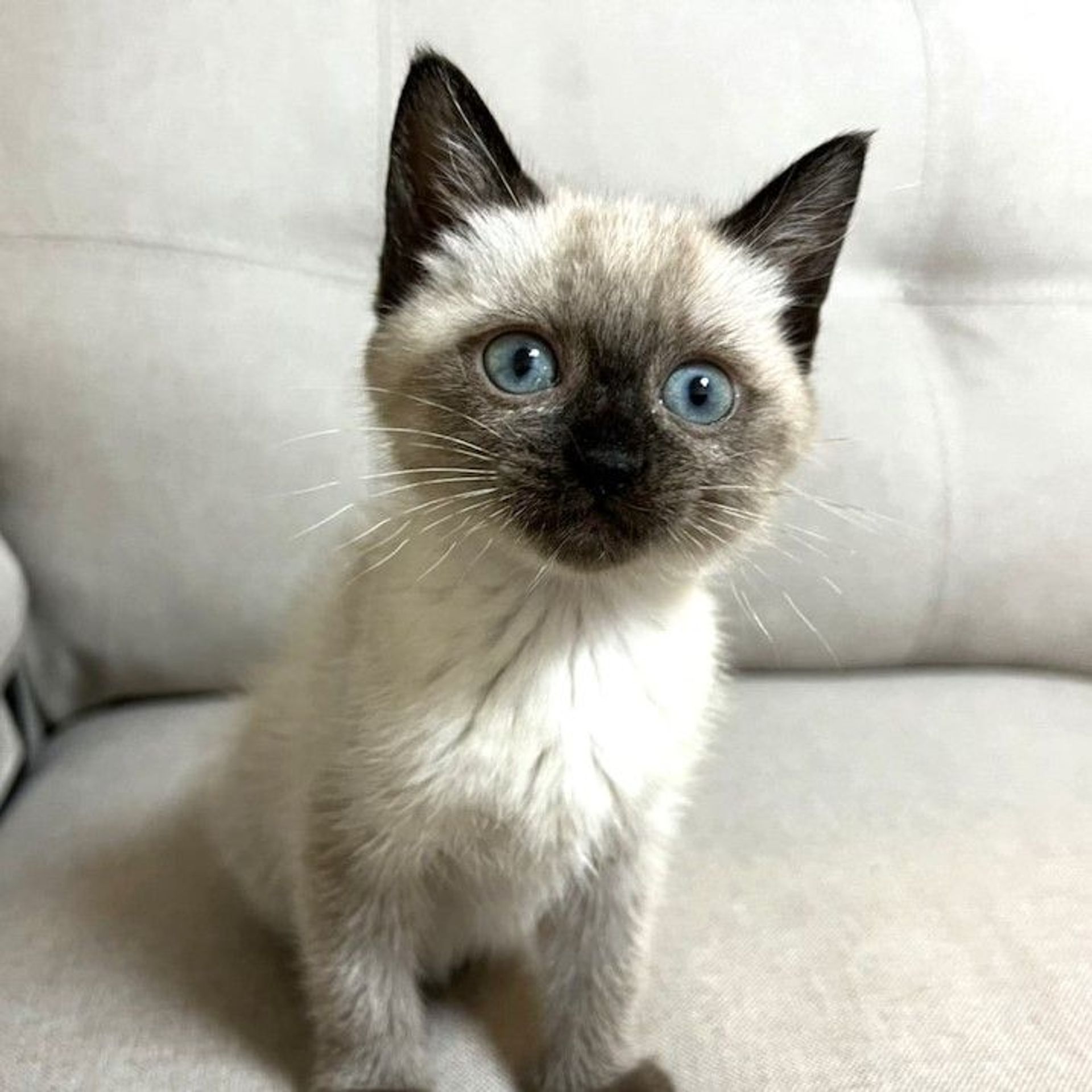雑種（ミックス猫）・メスの里親募集の写真