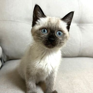 叶みかちゃん
